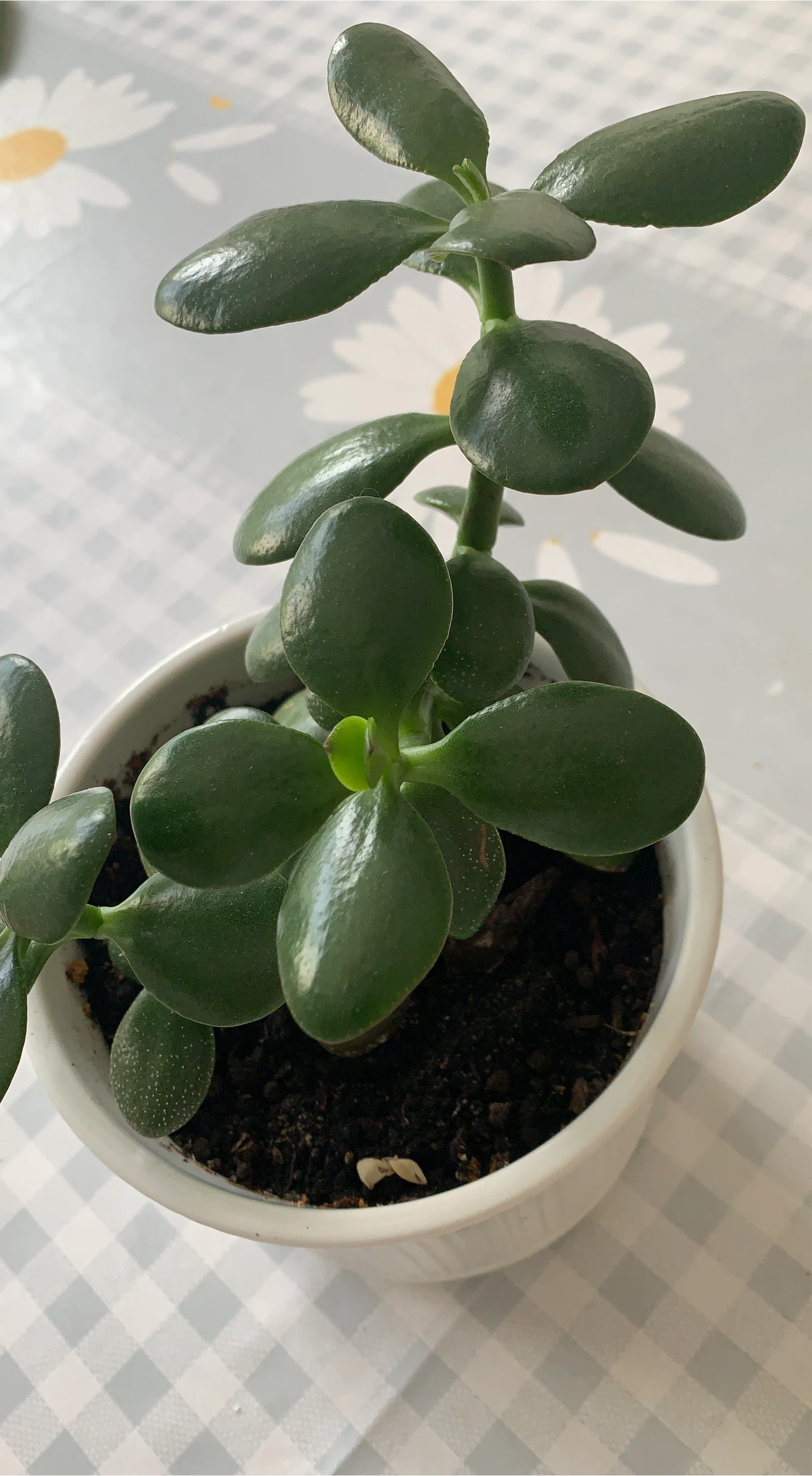 Jade Plant in White Pot