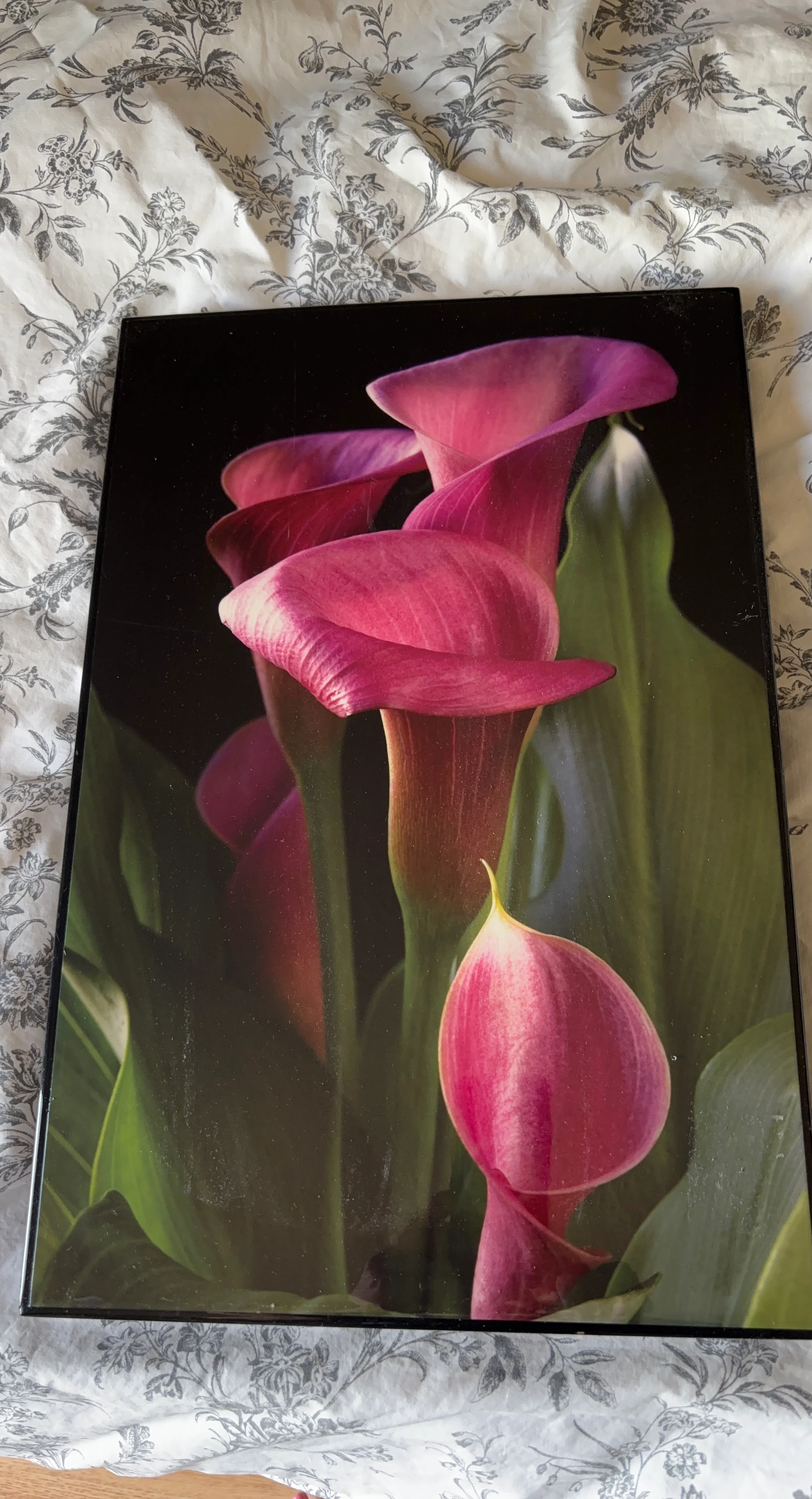 Pink Calla Lily Art Print