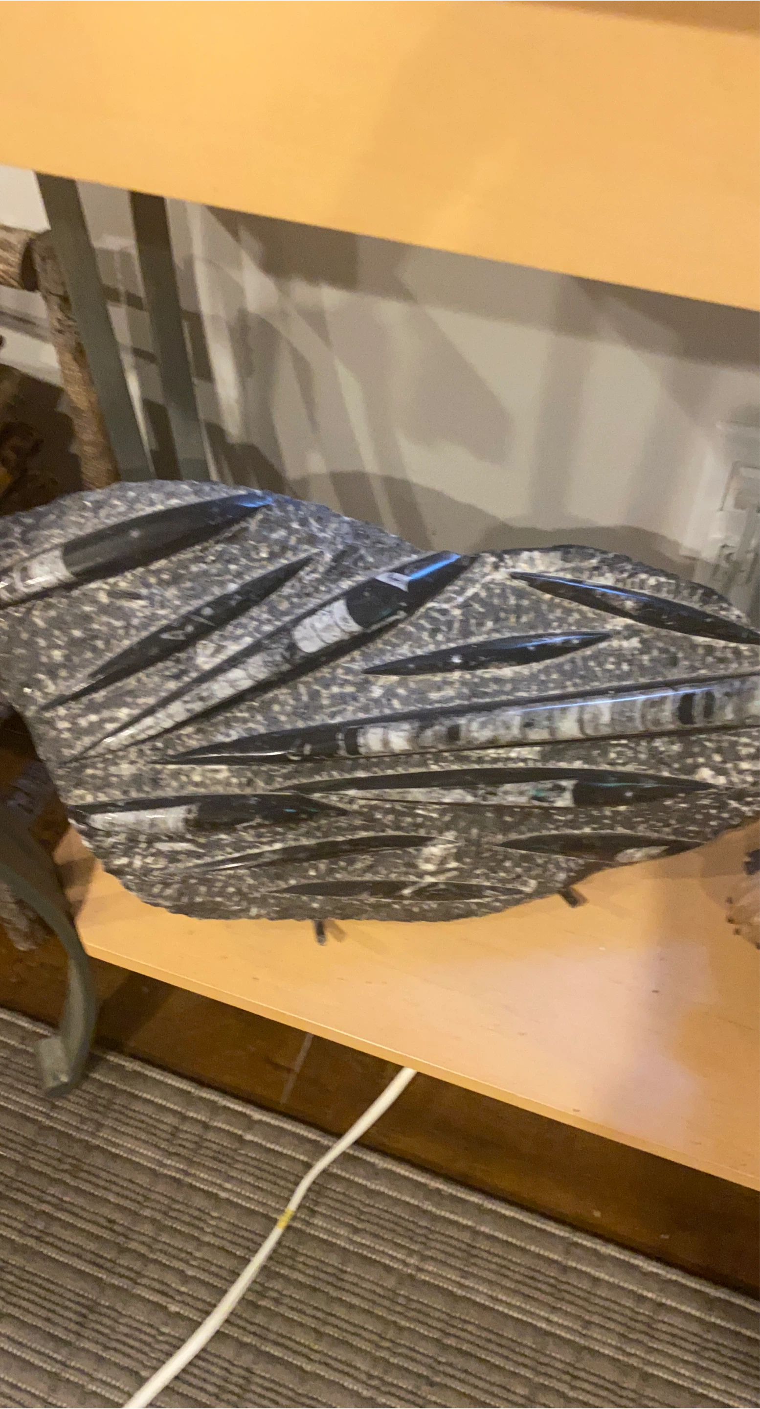 Fossilized Orthoceras Specimen