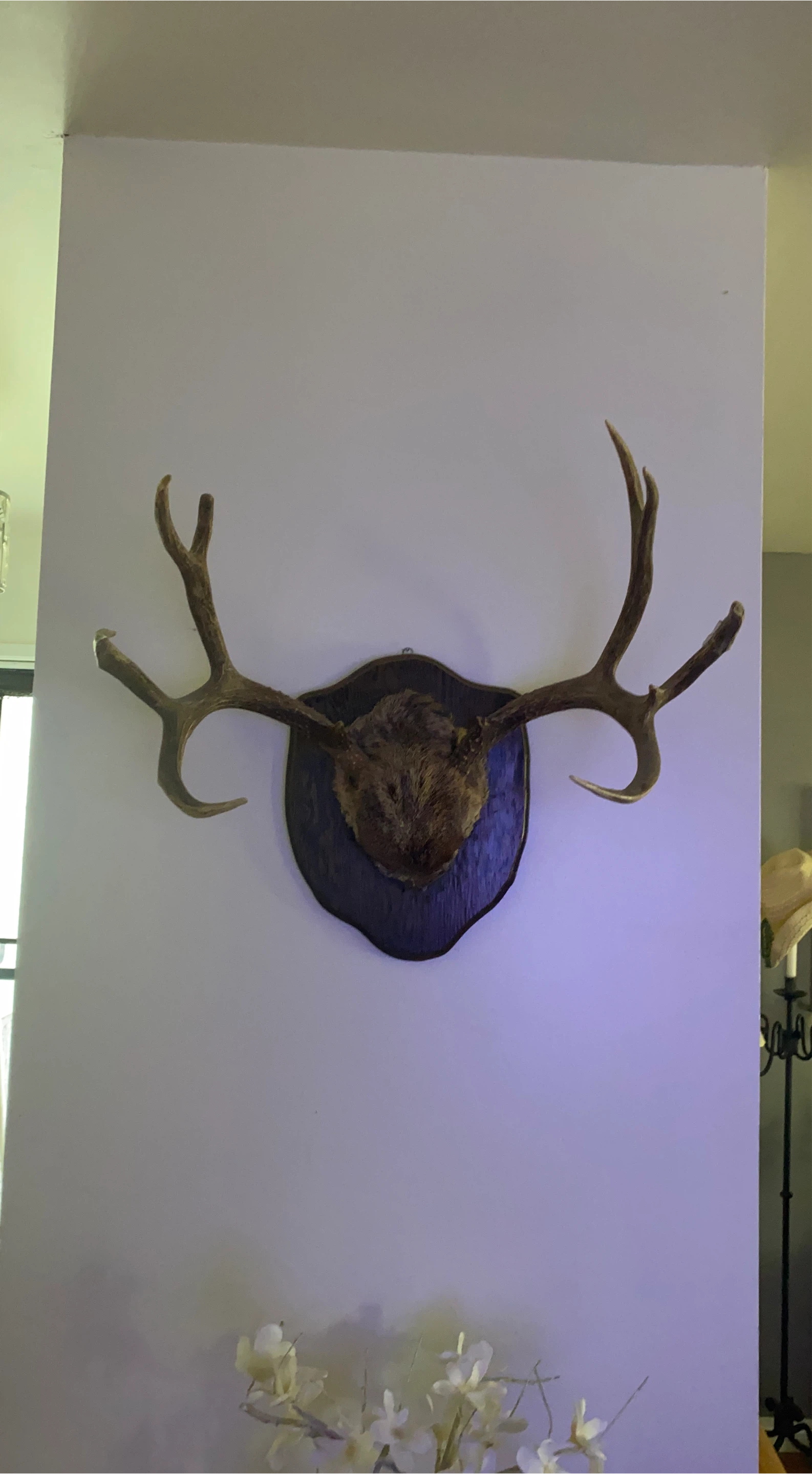 Deer Antler Mount