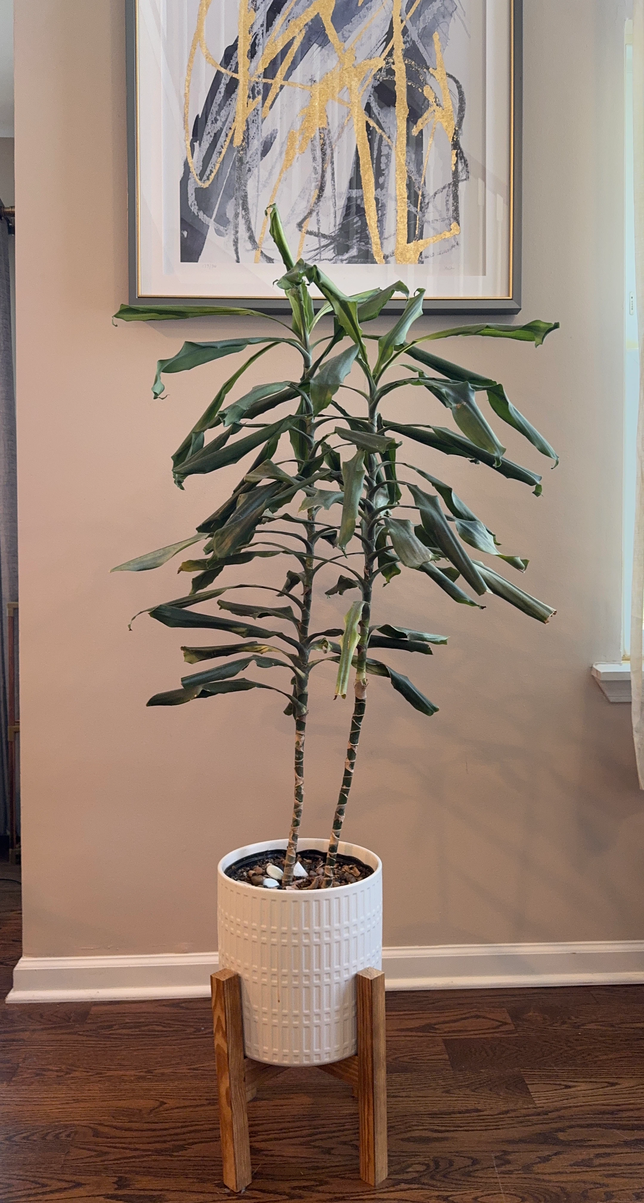 Dracaena Corn Plant in White Ceramic Pot with Stand