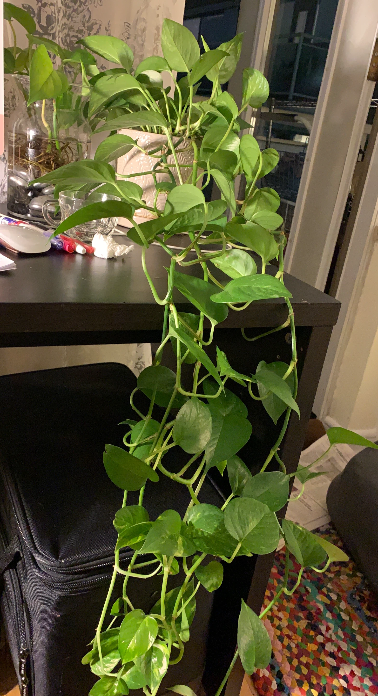 Pothos Plant