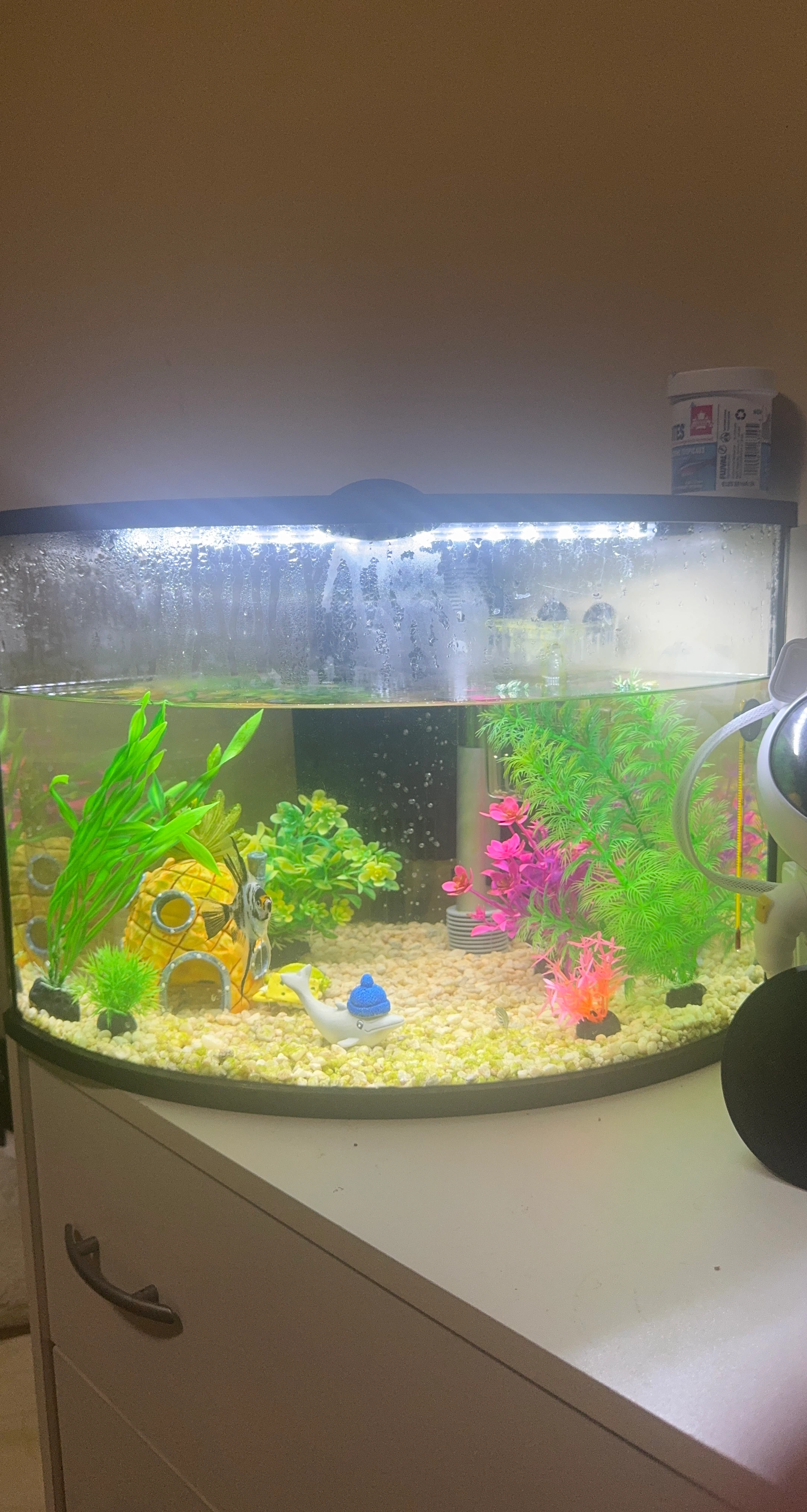 Curved Aquarium with Decorations and Light
