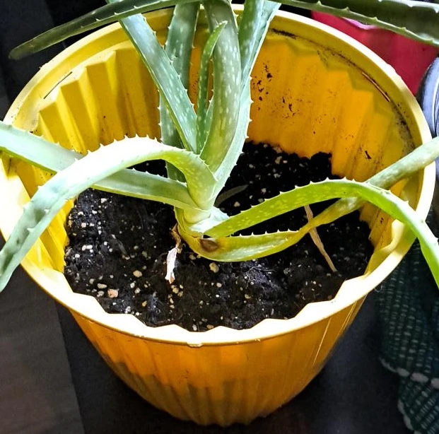 Aloe Vera Plant in Yellow Pot