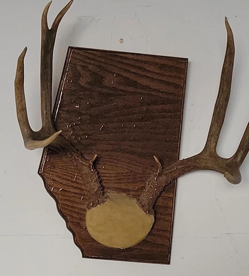 Deer Antler Wall Mount