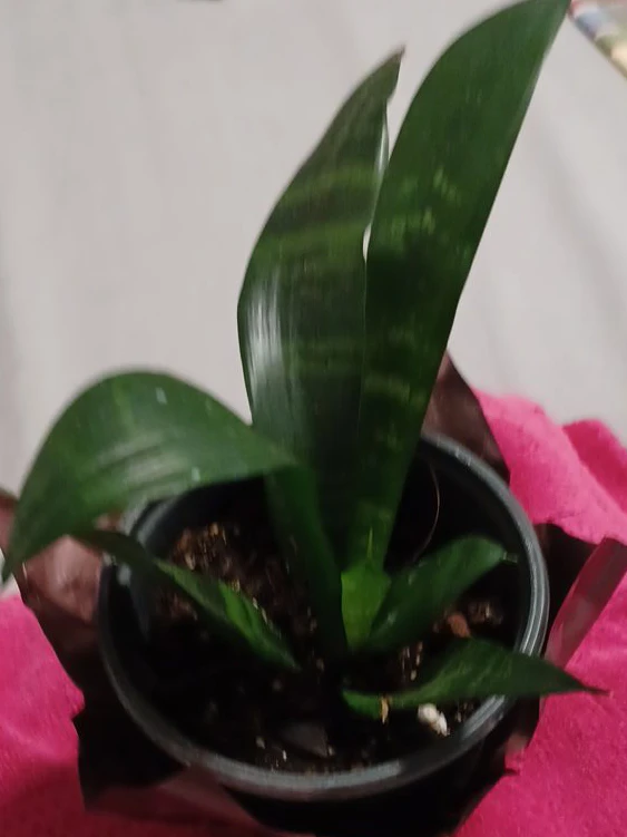 Snake Plant in 4 inch Pot