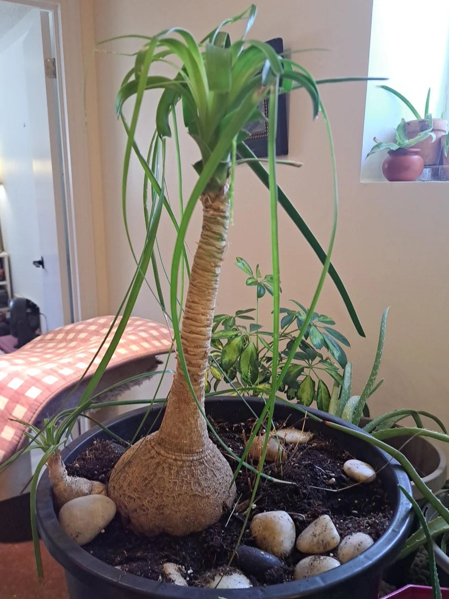 Ponytail Palm Plant