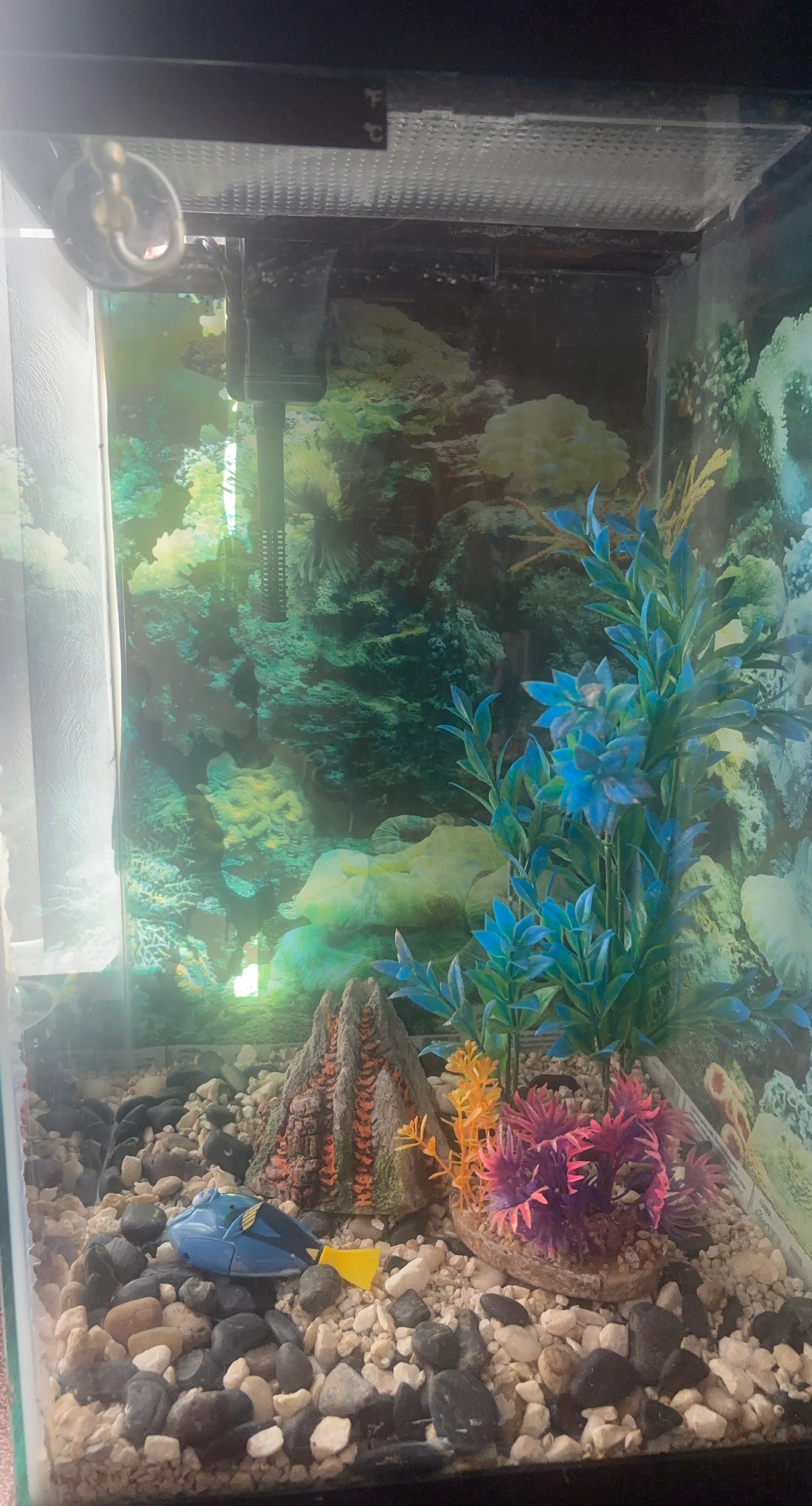 Glass Aquarium Tank with Filter