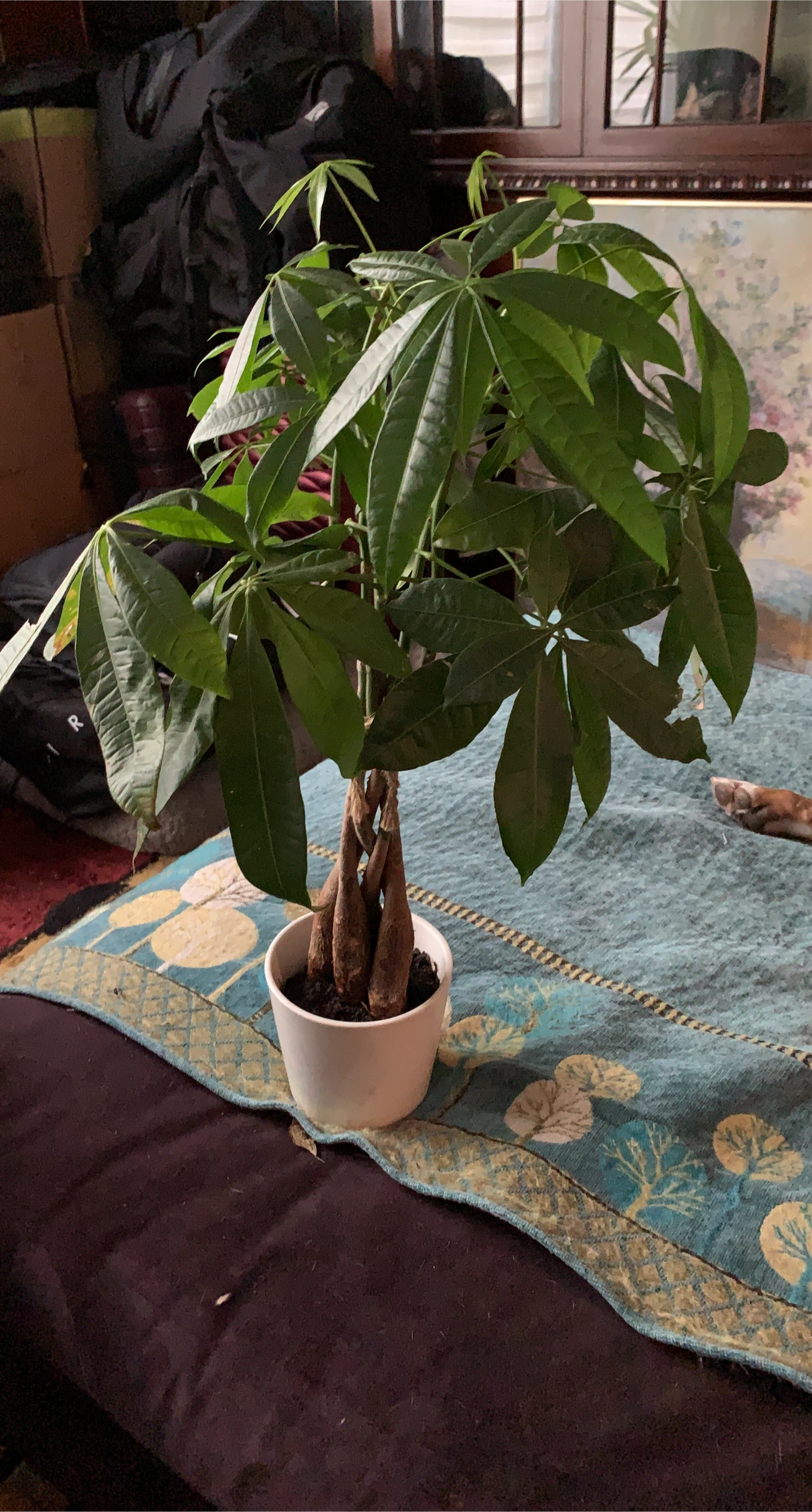 Braided Money Tree Plant