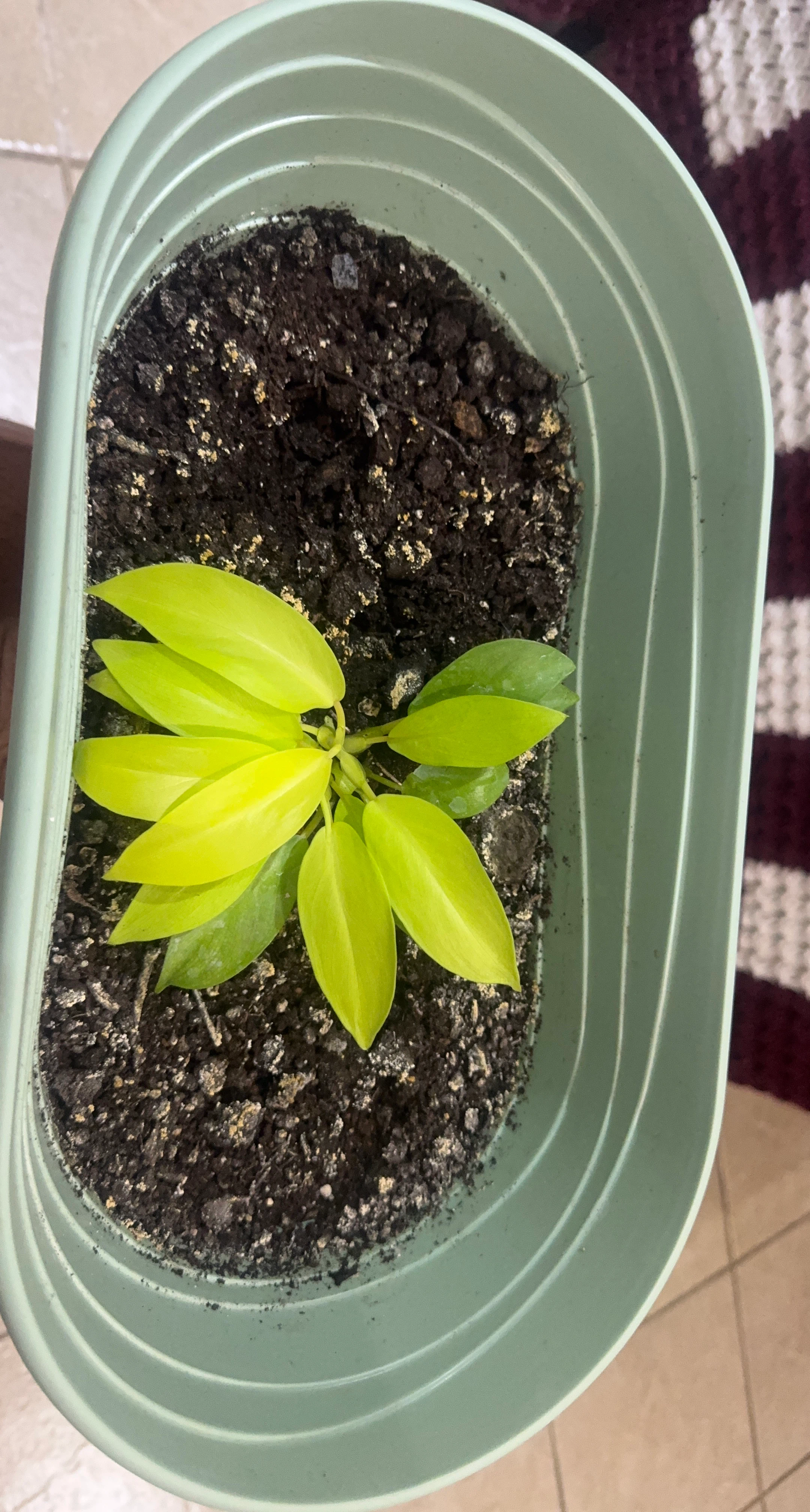 Philodendron Lemon Lime in Oval Pot