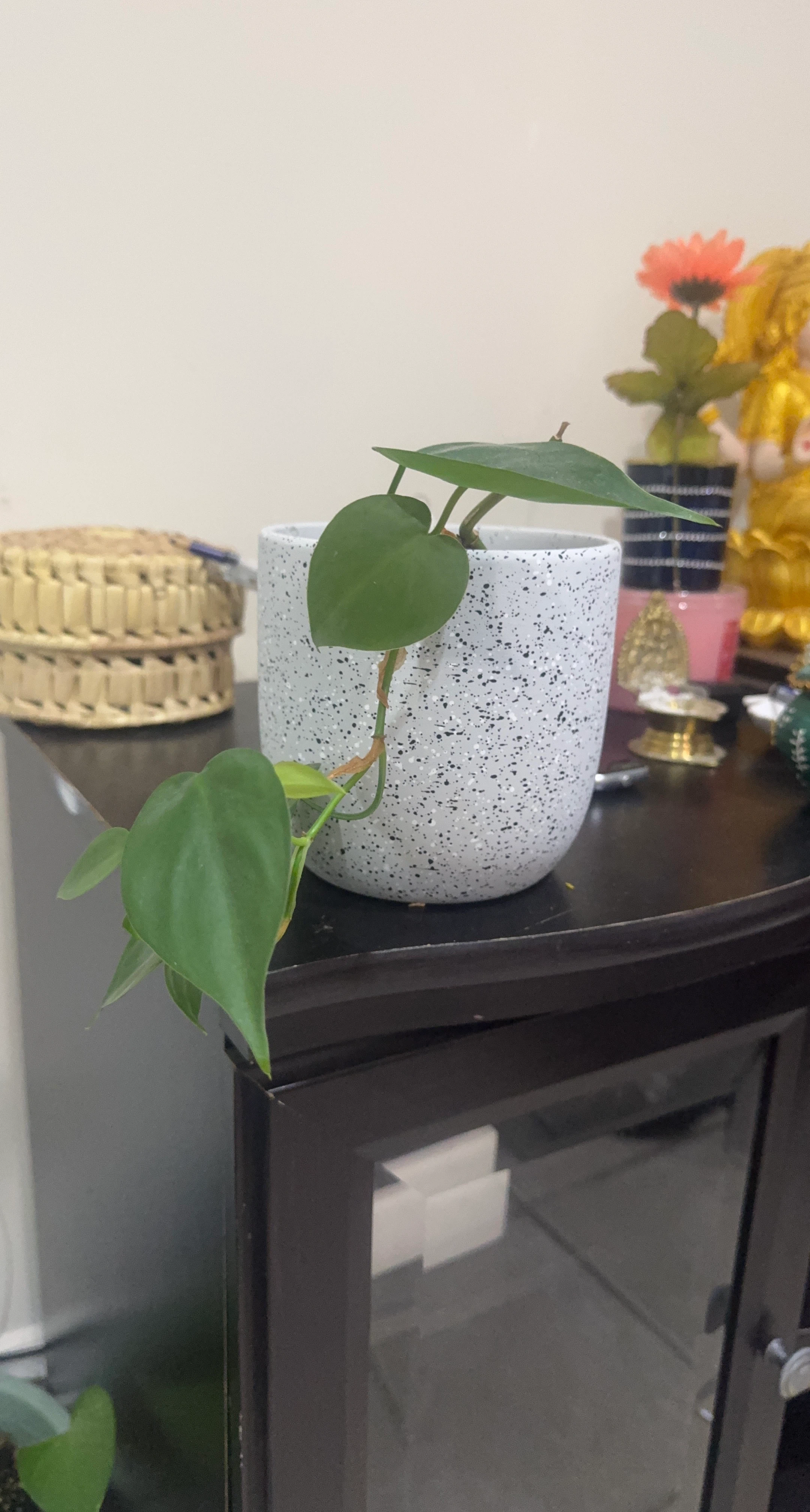 Heartleaf Philodendron in Speckled Ceramic Pot