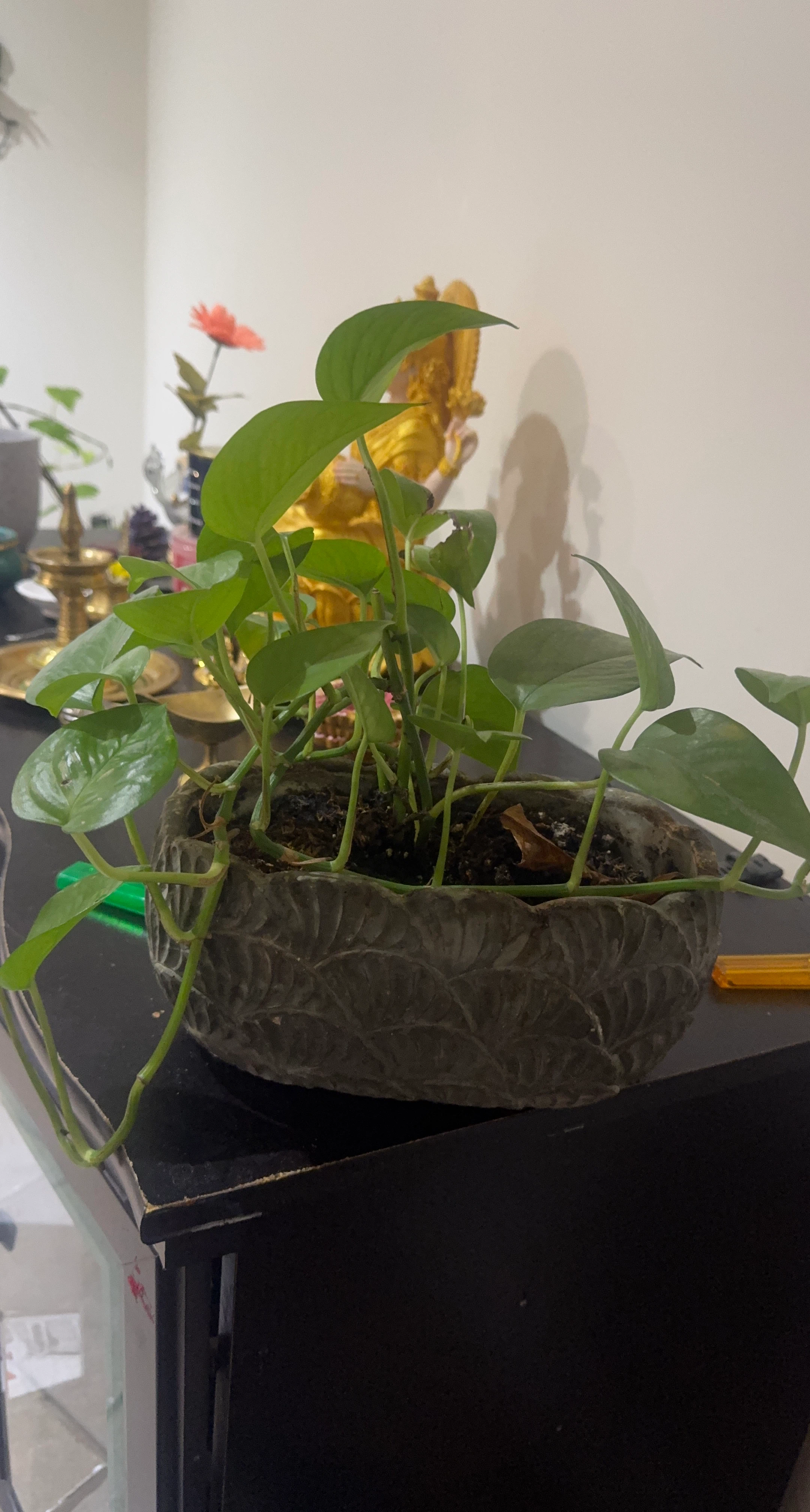 Pothos plant in decorative stone-finish pot