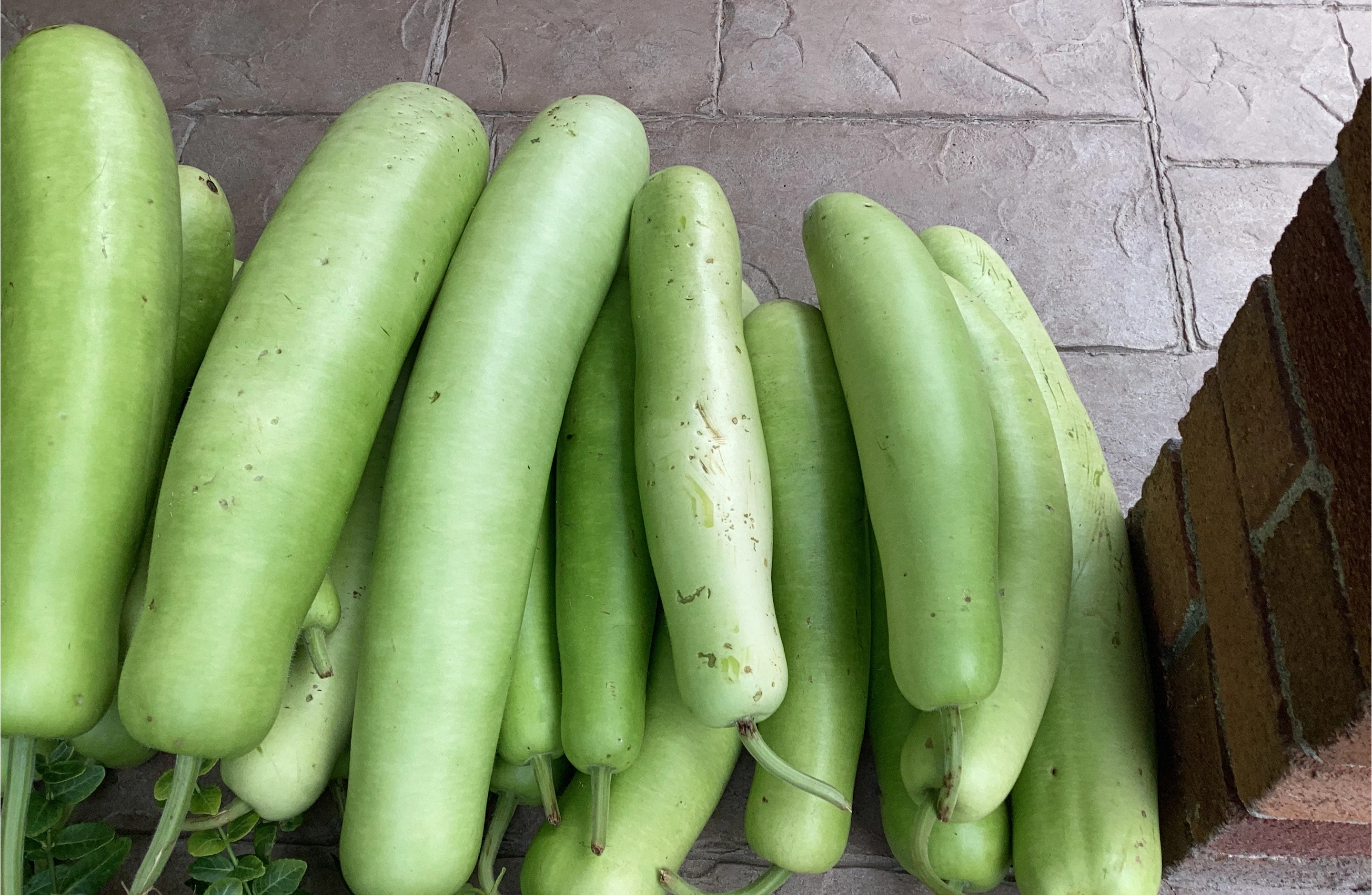Long bottle gourds