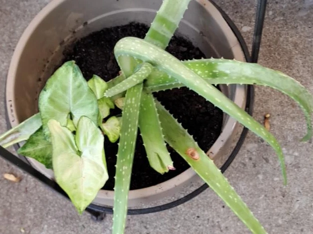 Aloe Vera and Syngonium Houseplant
