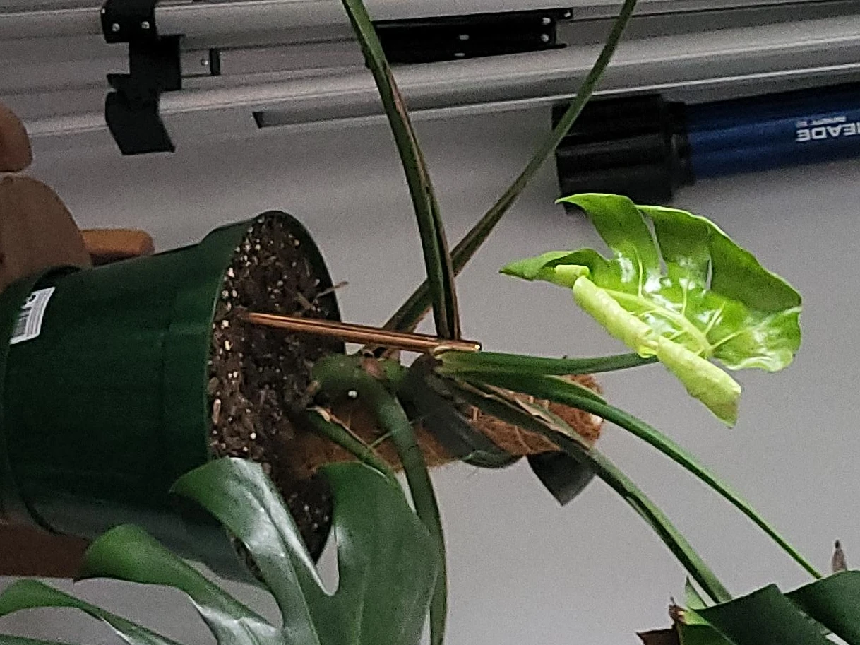 Monstera Deliciosa Plant