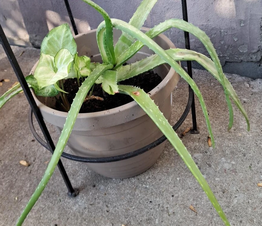 Aloe Vera and Syngonium in Planter