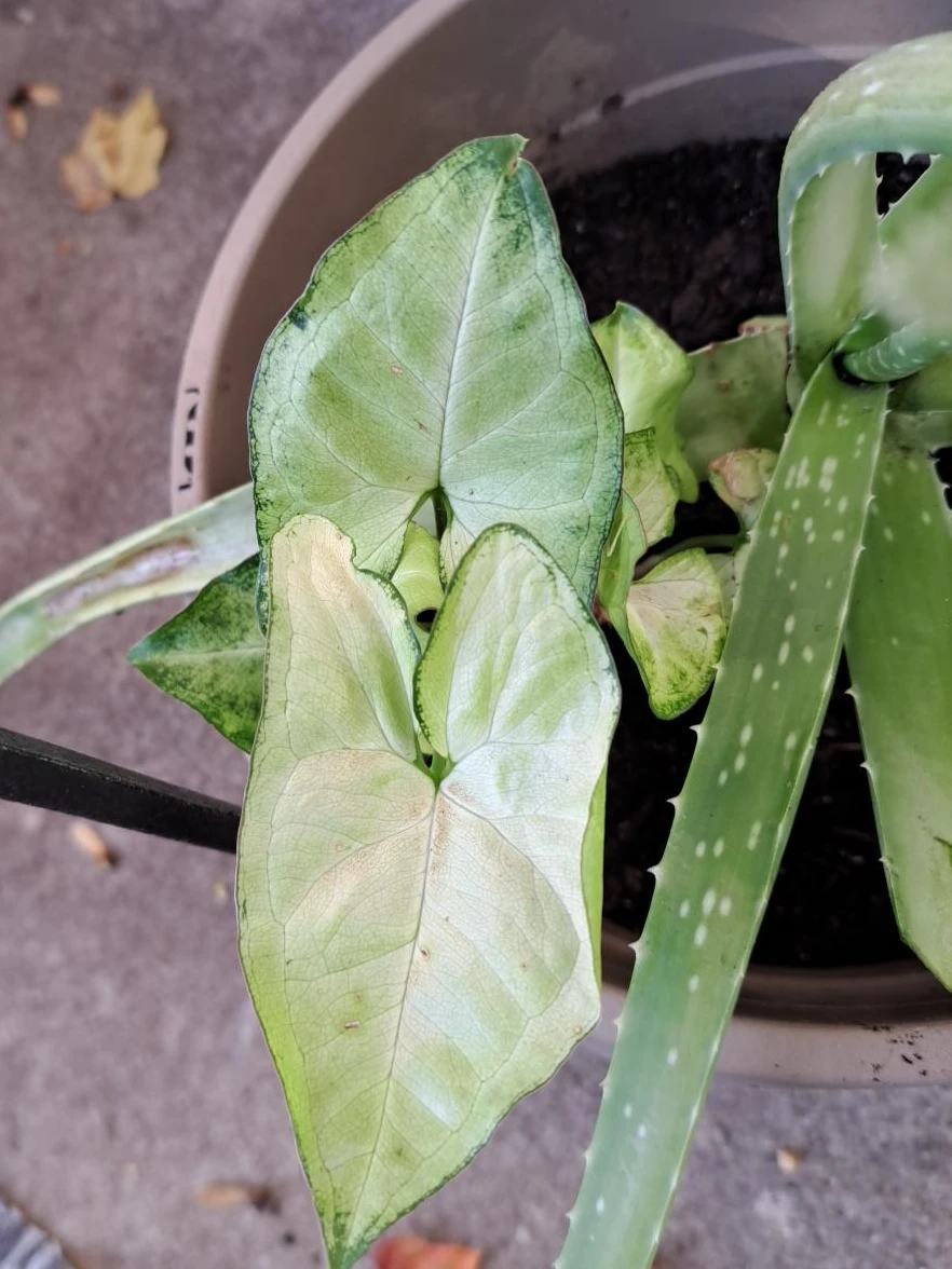 Syngonium and Aloe Vera Plant