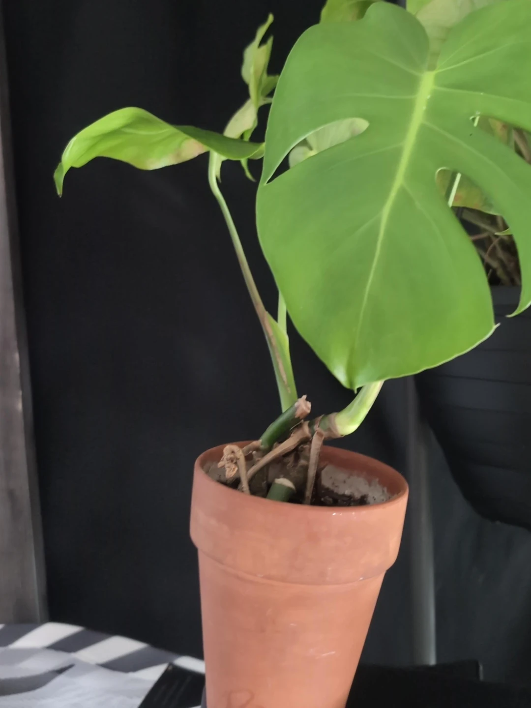 2 Monstera Plant in Terracotta Pot