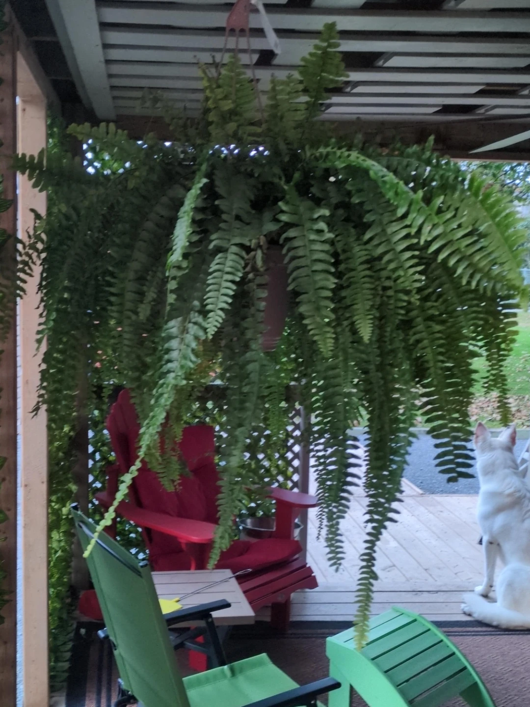 Large hanging Boston fern plant