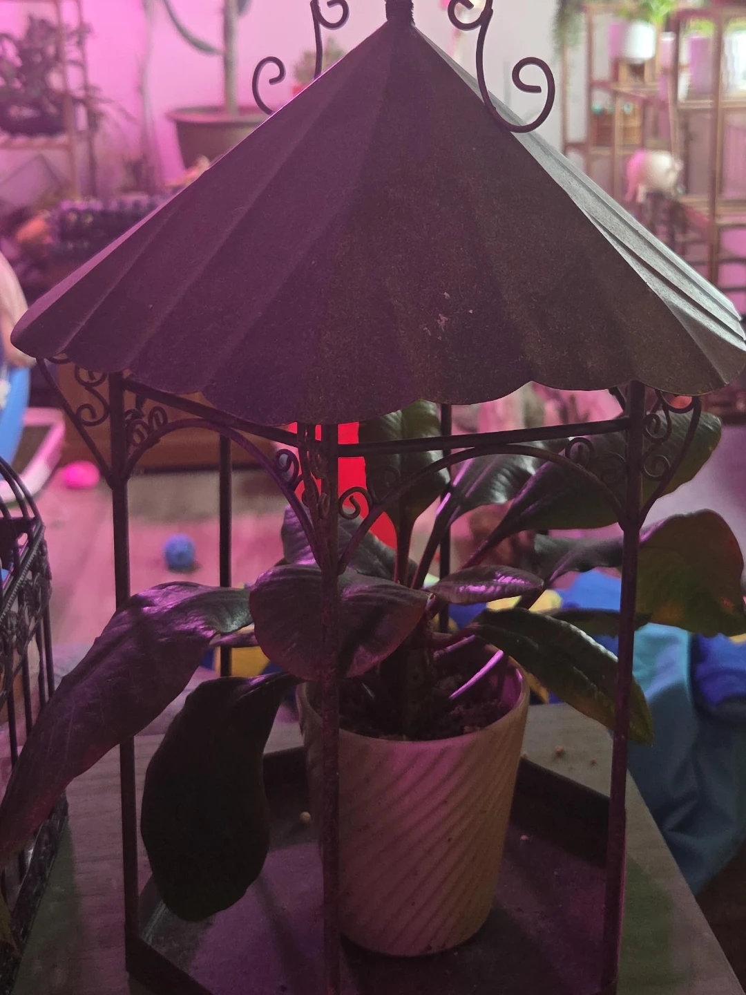 Metal Gazebo Plant Stand with plant