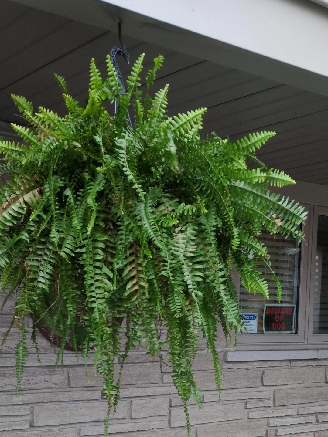 Large Hanging Boston Fern Plant