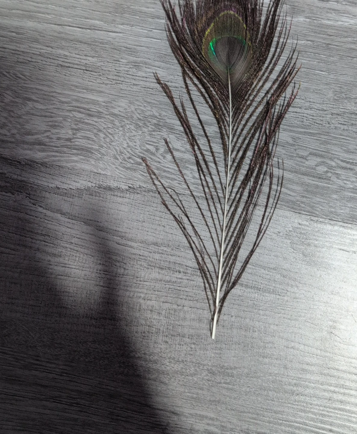 Natural peacock feather
