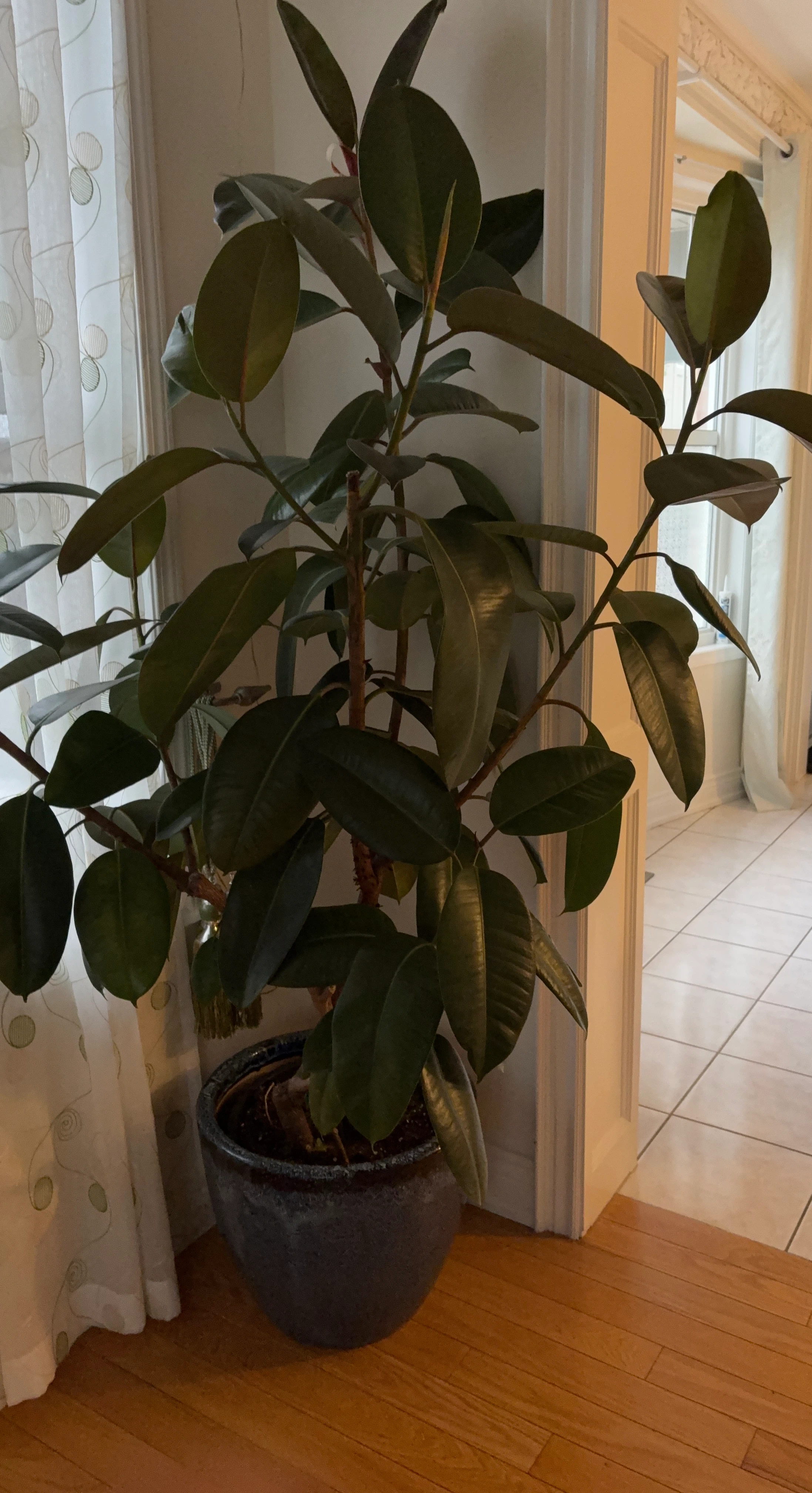 Large Rubber Plant in Ceramic Pot