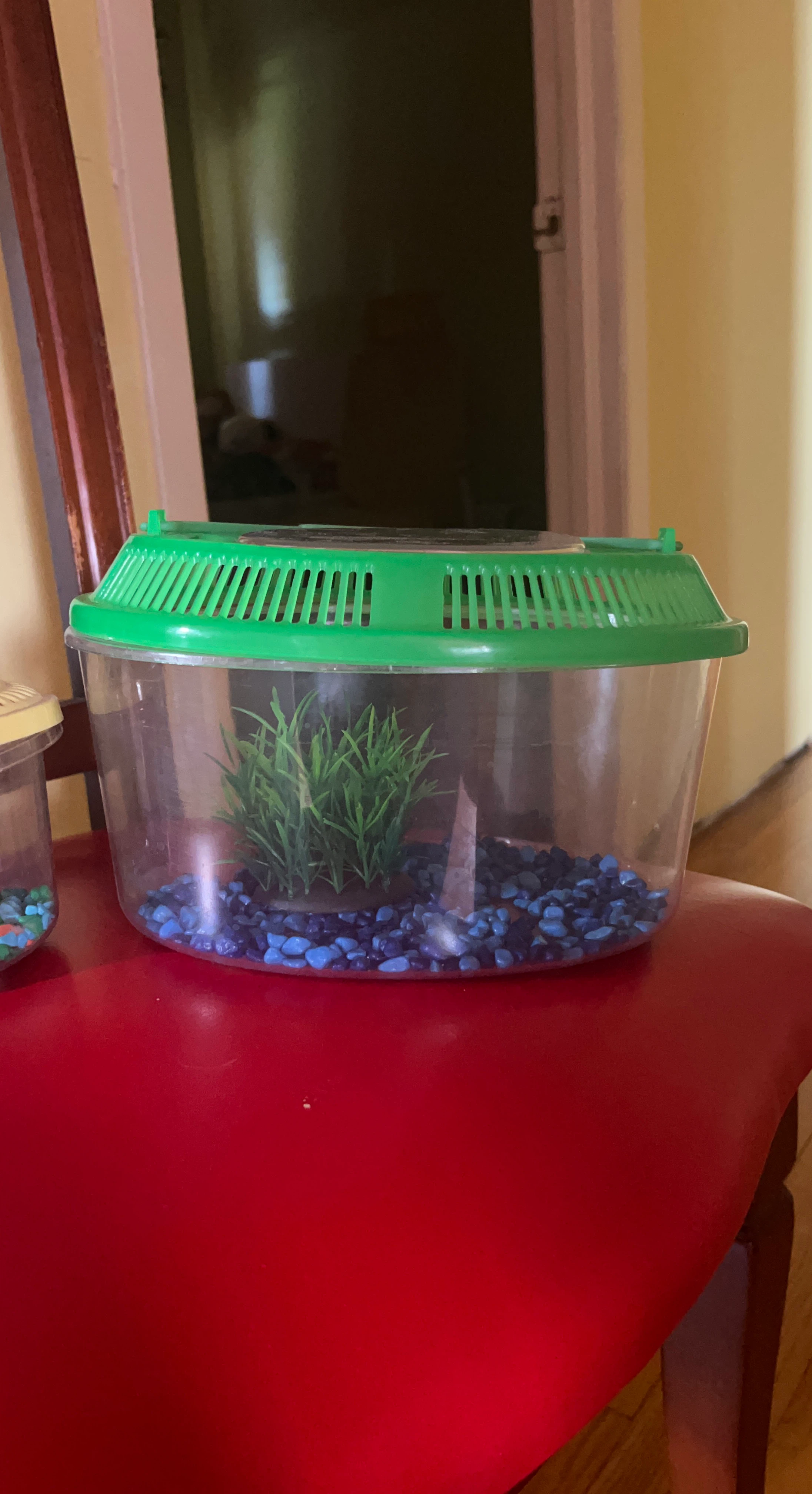 Small Plastic Fish Carrier
