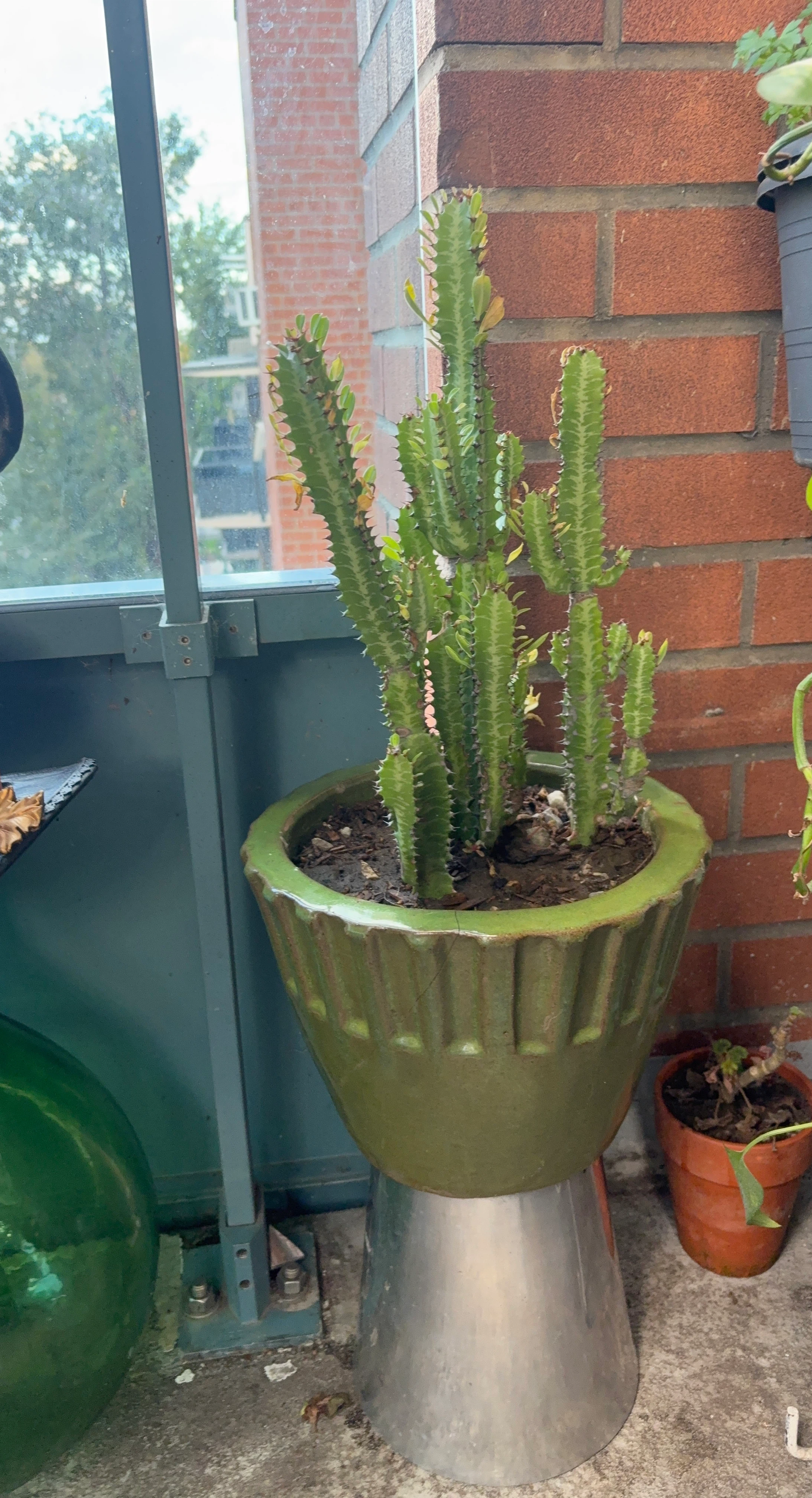 Euphorbia Trigona Cactus in Green Ceramic Pot