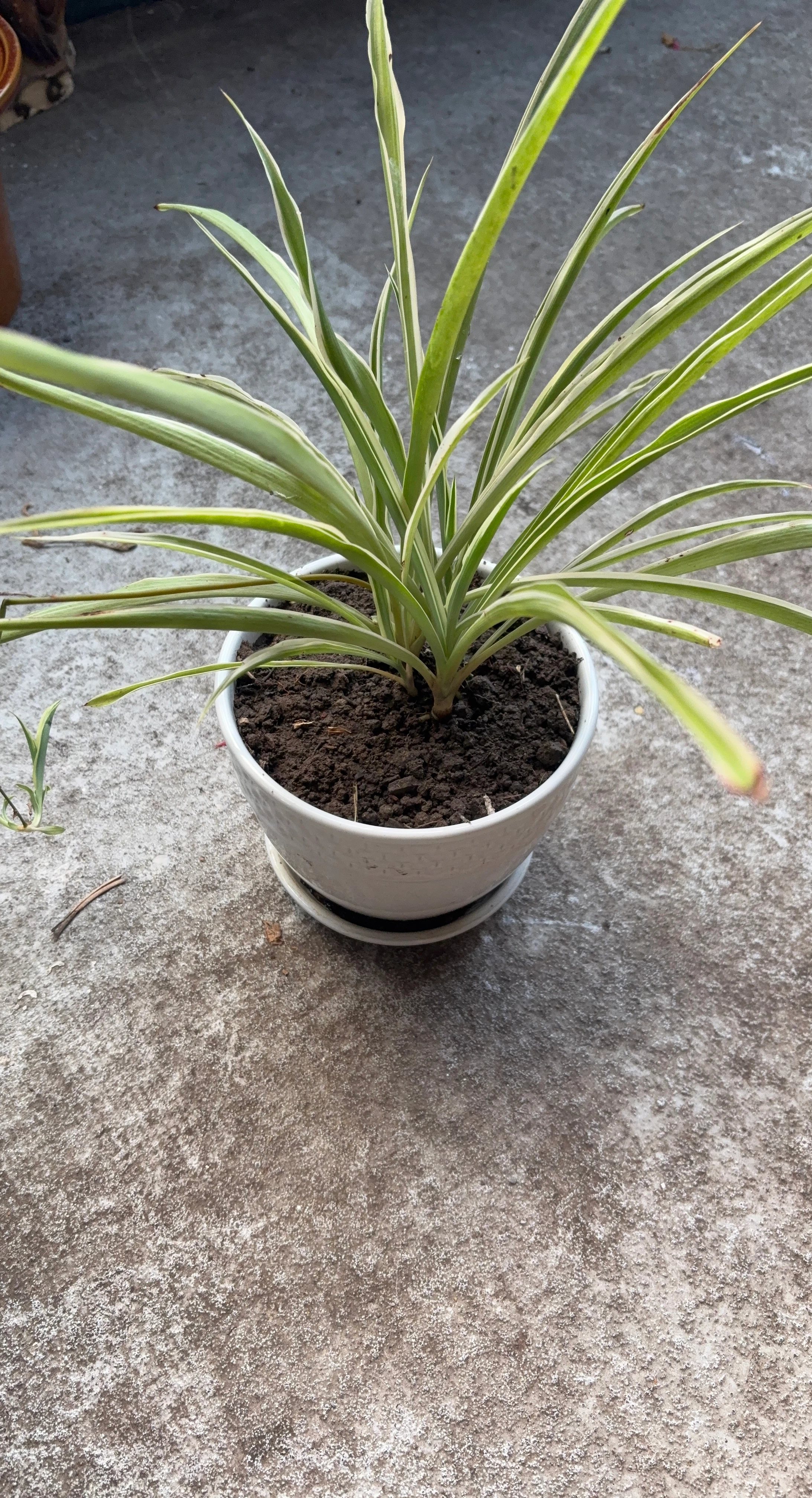 Variegated Spider Plant in Ceramic Pot