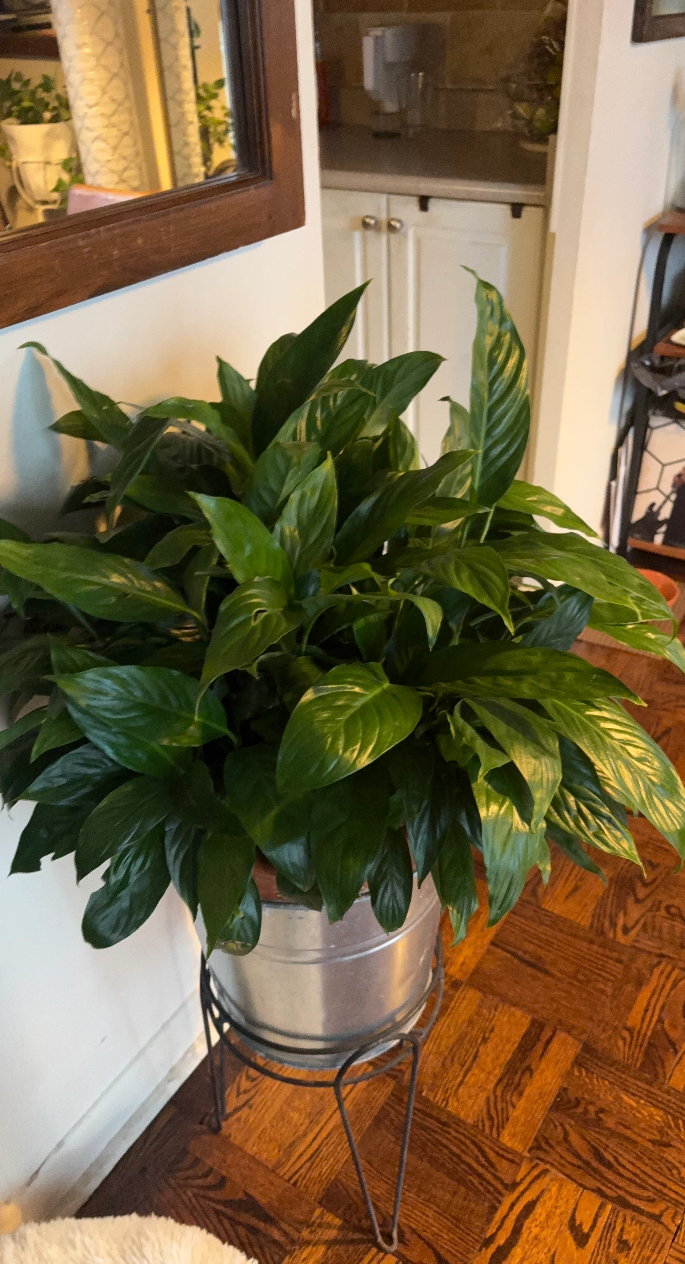 Large Peace Lily in Metal Pot and Stand