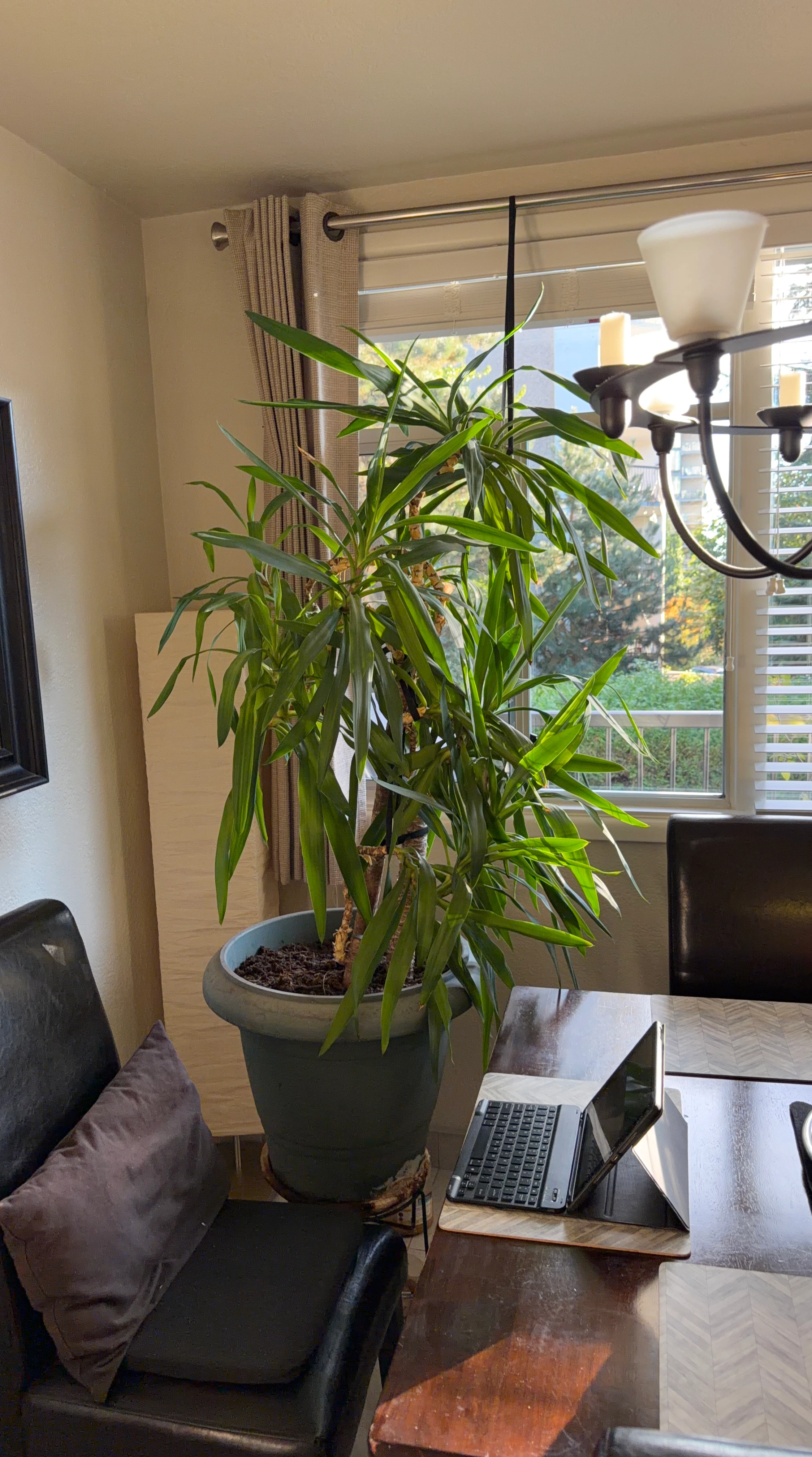 Large Yucca Houseplant in Pot