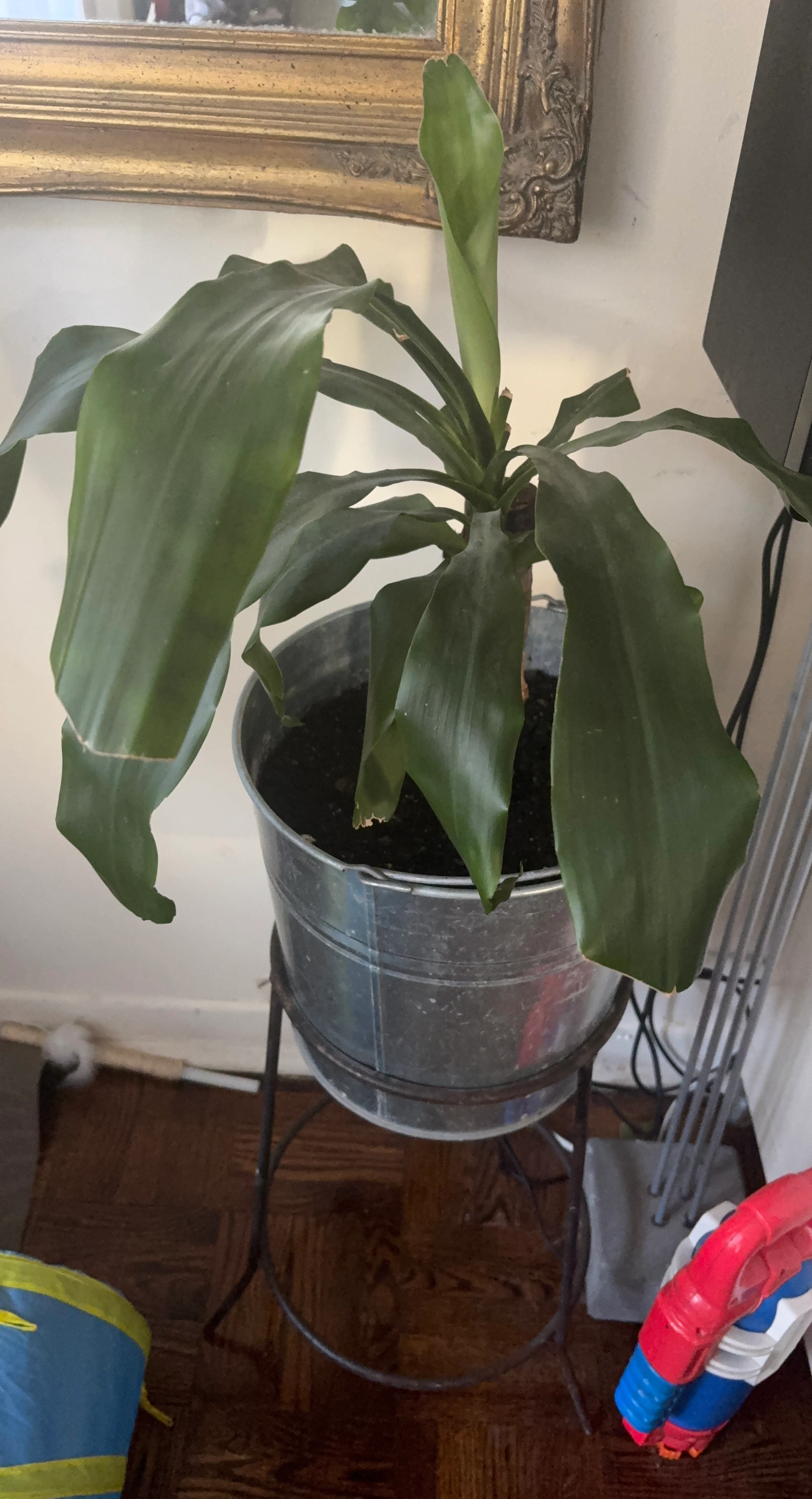 Dracaena plant in metal bucket planter