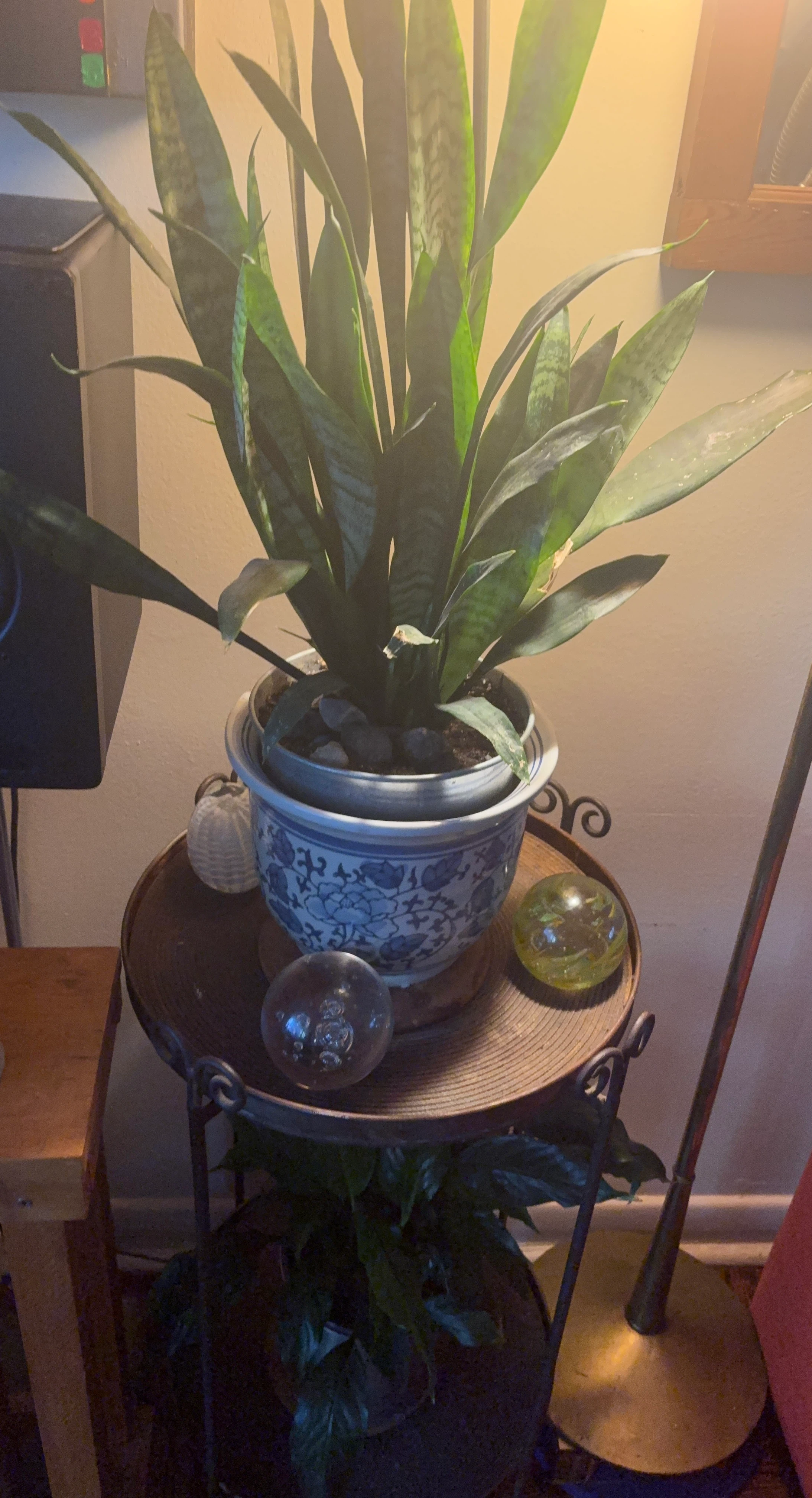 Snake Plant in Blue and White Ceramic Pot