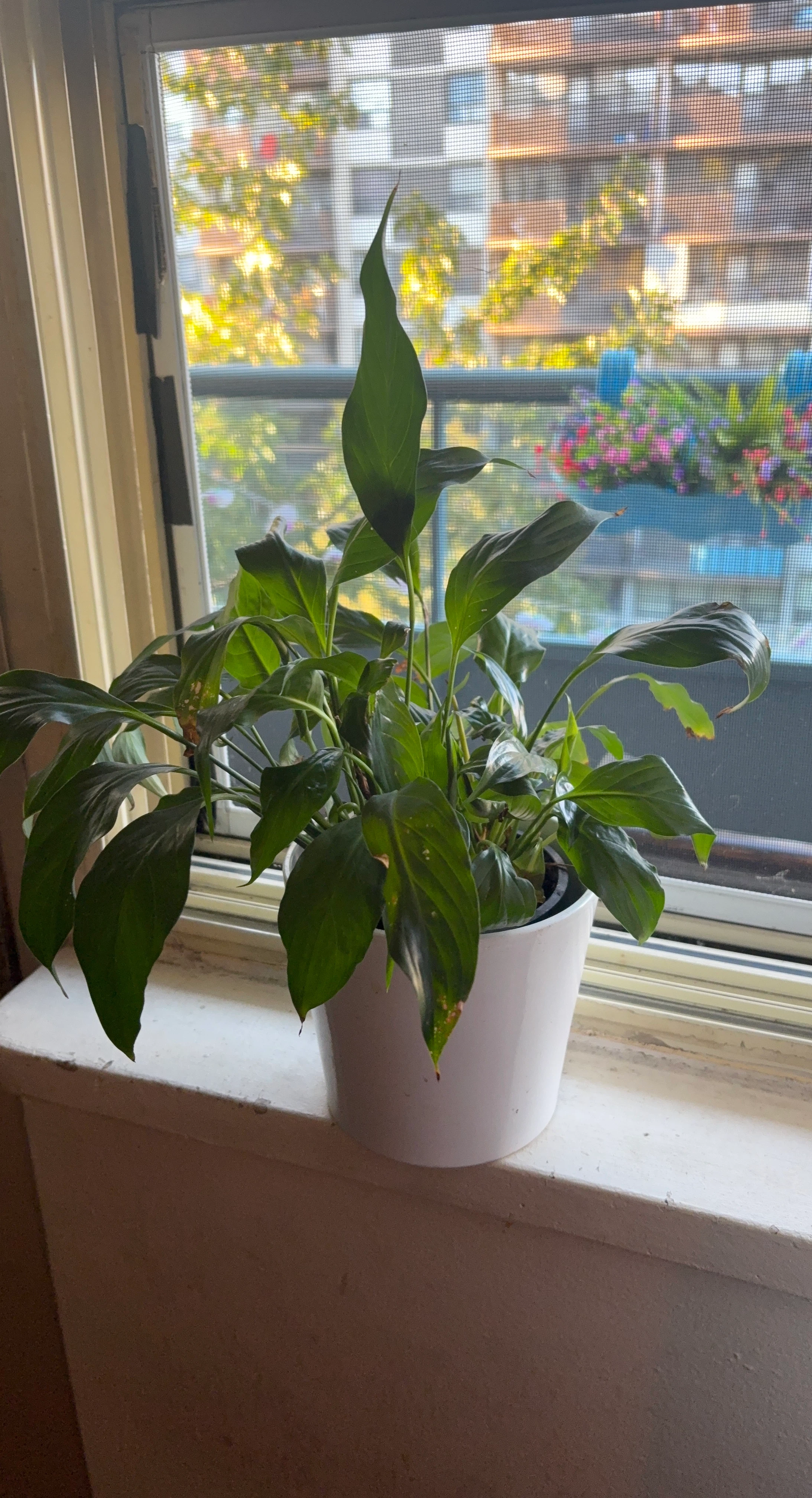 Peace Lily in White Pot - photo 2