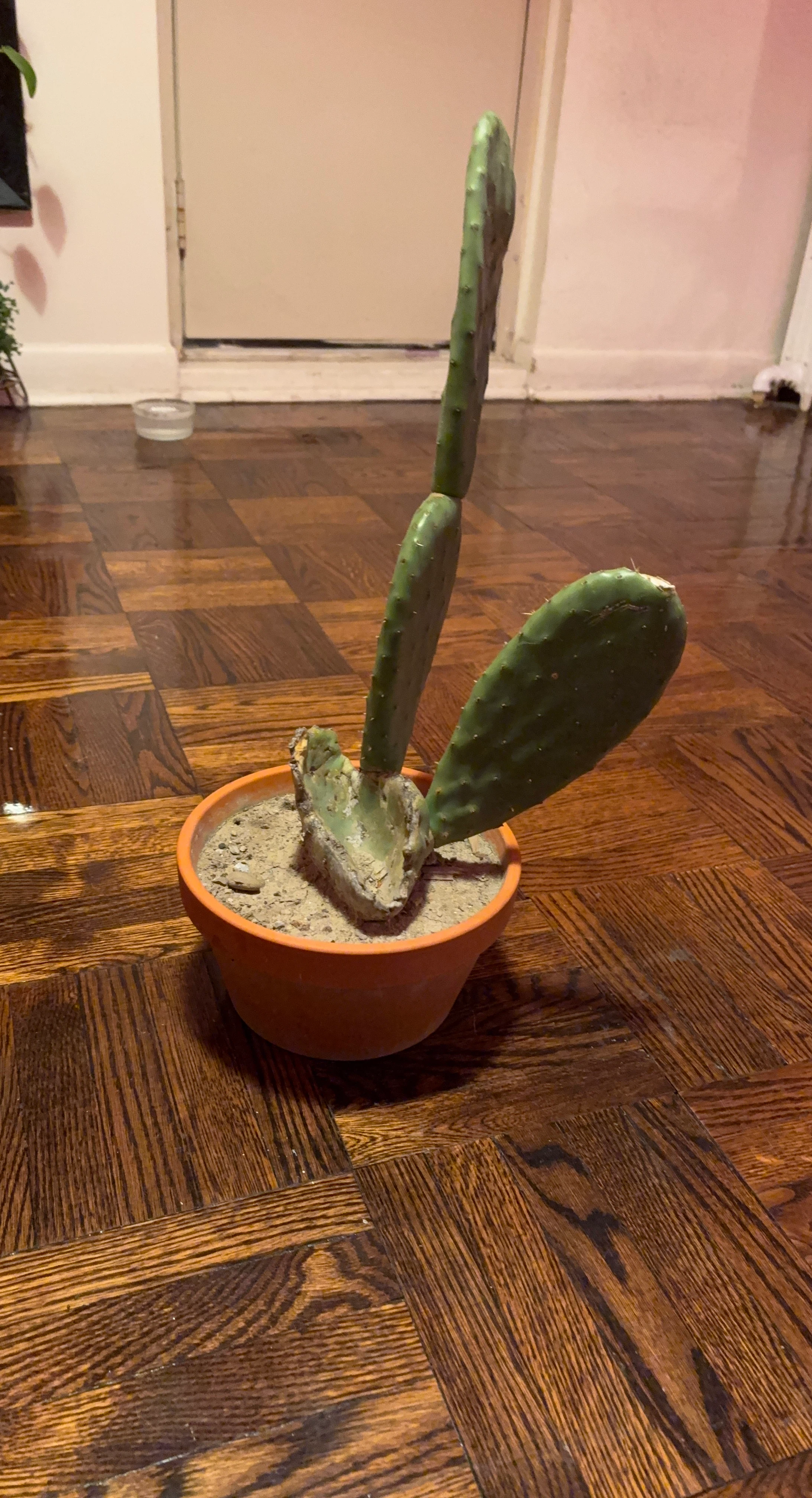 Prickly Pear Cactus in Terracotta Pot - photo 2