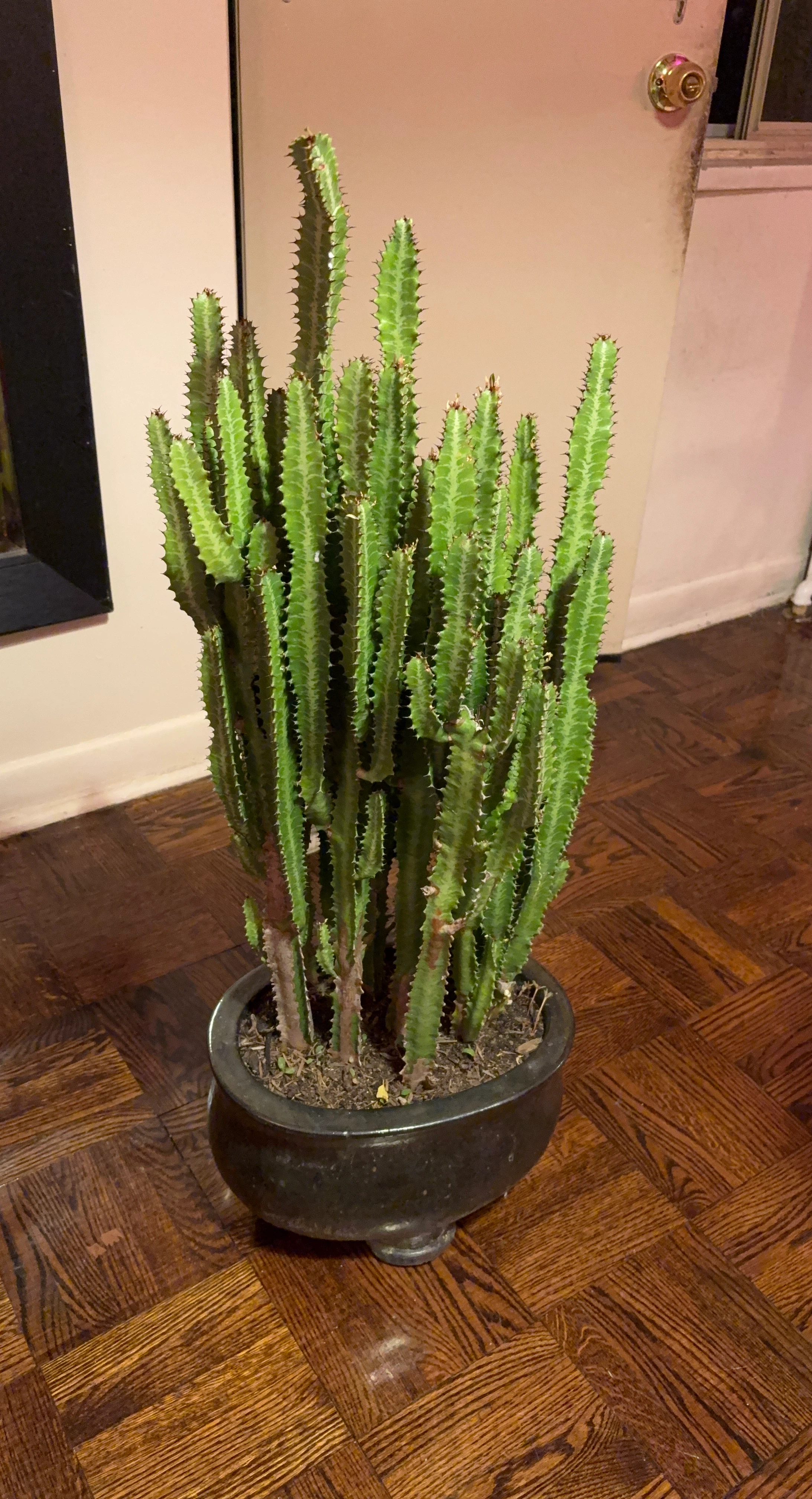 Large Potted African Milk Tree Cactus