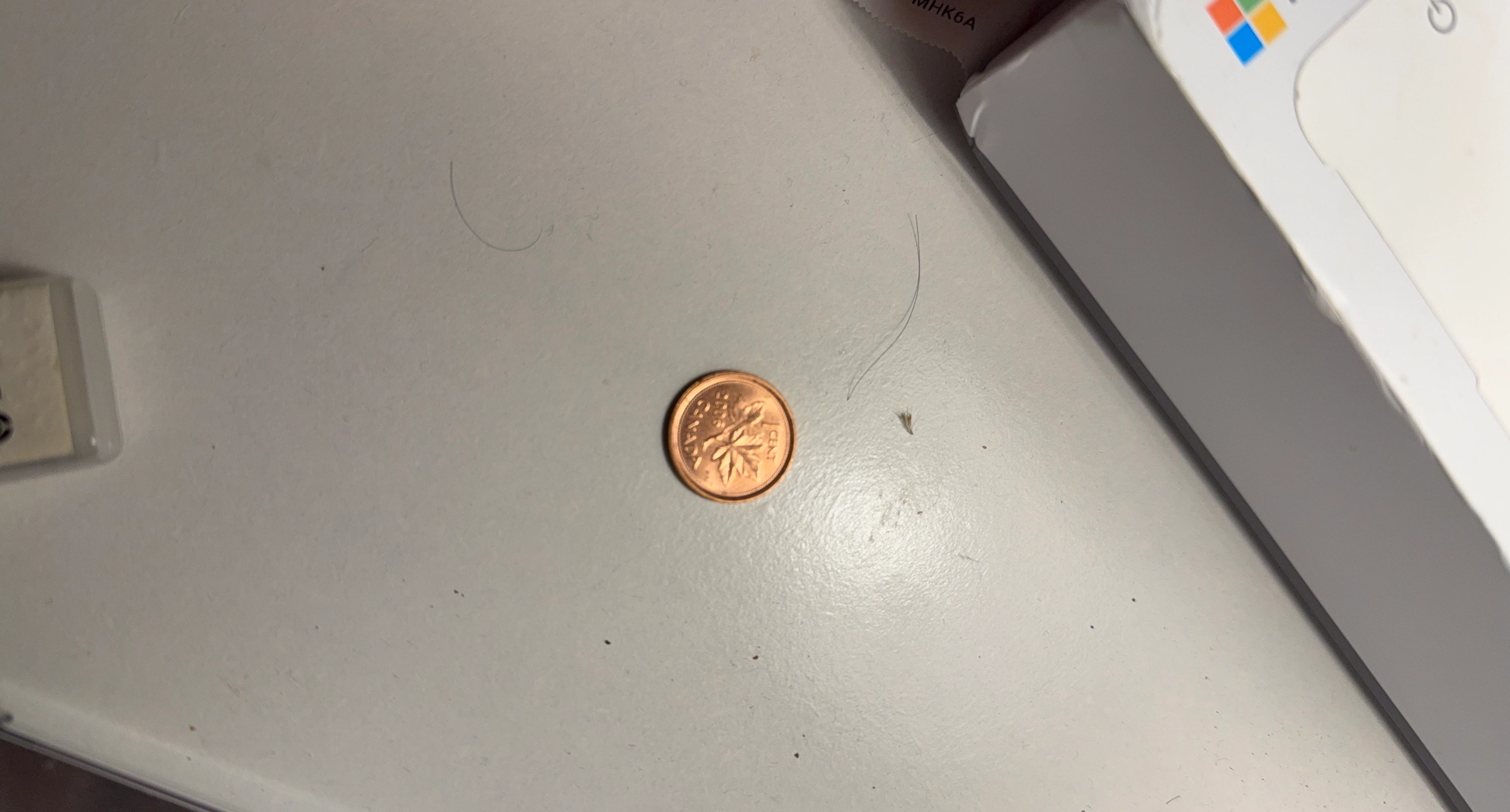 2006 Canadian One Cent Coin