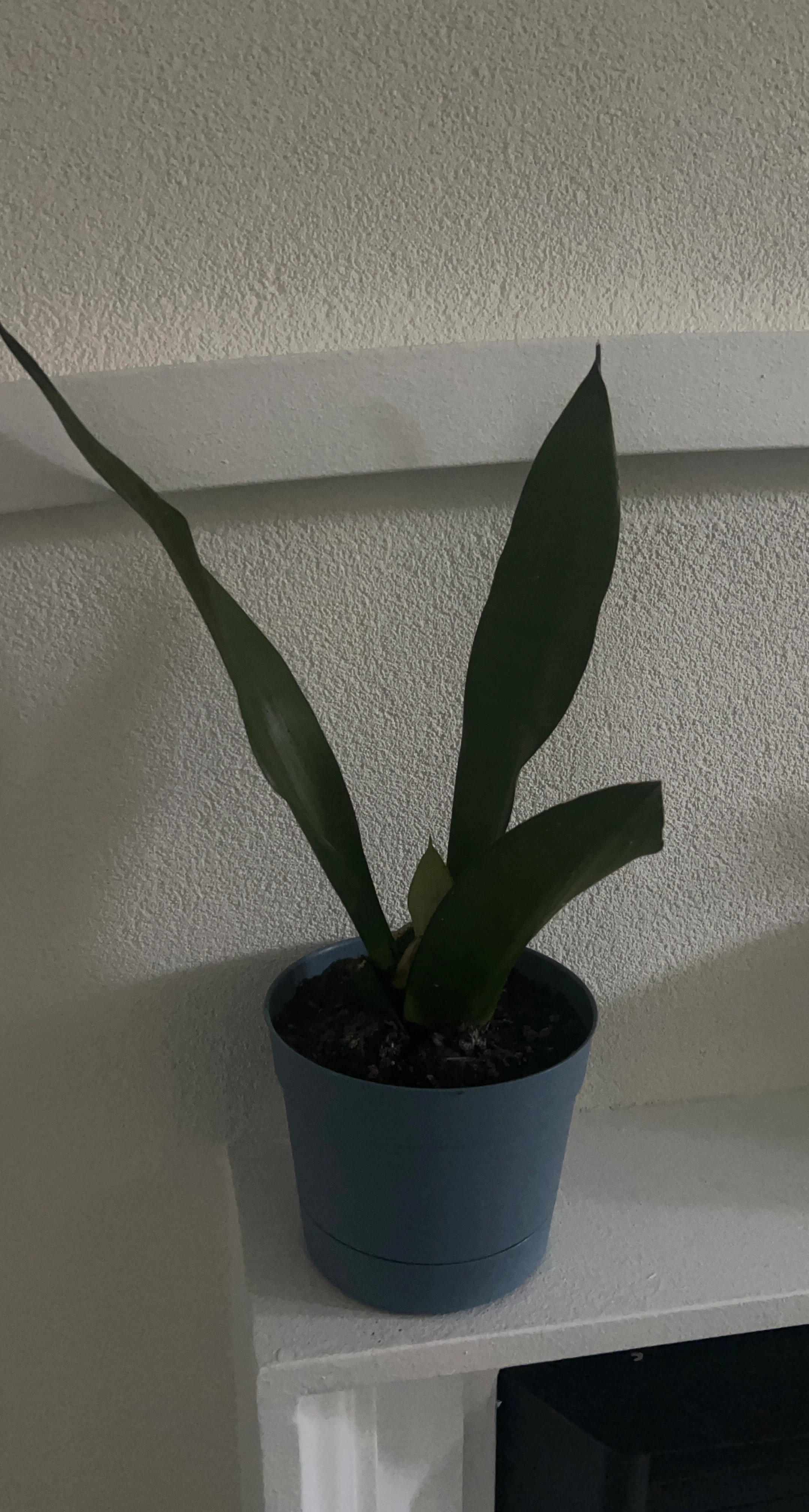 Snake Plant in Blue Pot