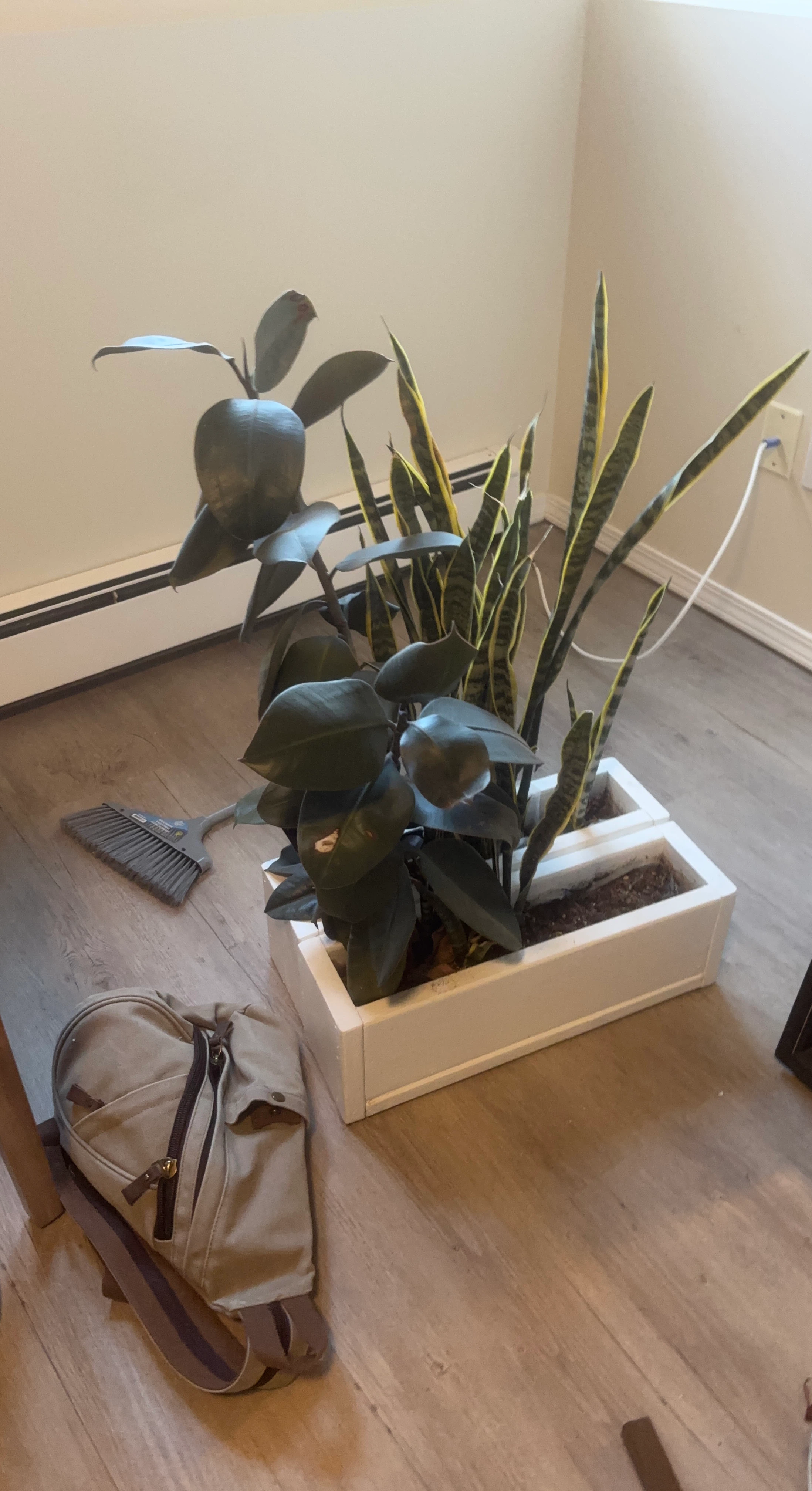 Rubber Plant and Snake Plant in Rectangular Planter