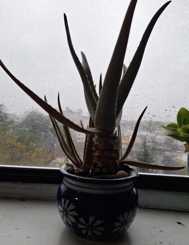 Aloe Vera Plant in Decorative Ceramic Pot