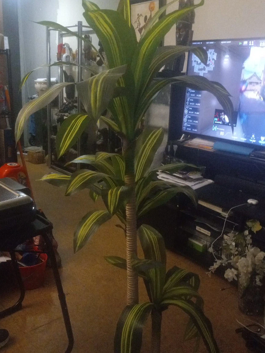 Dracaena Fragrans Plant