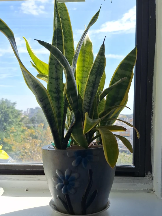 Snake Plant in Decorative Ceramic Pot