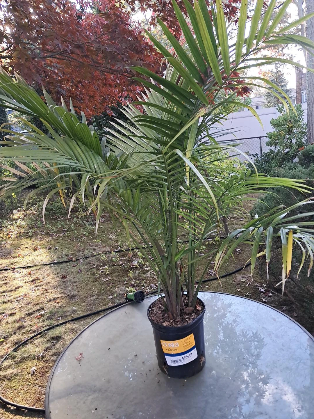 Costa Farms Majesty Palm