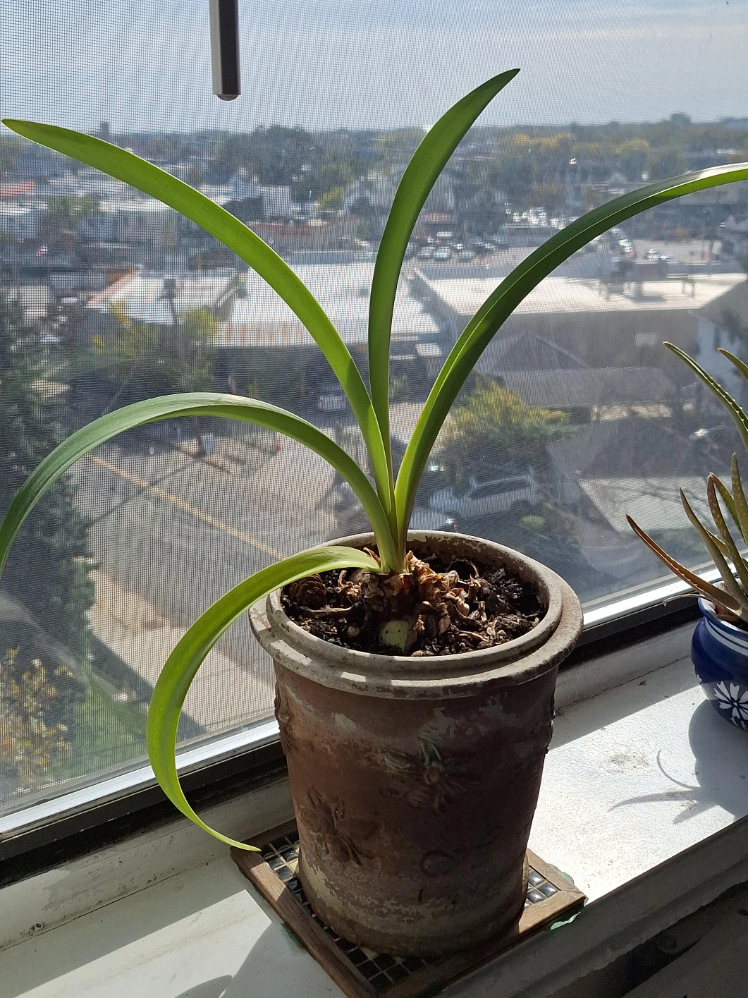 Amaryllis Plant in Decorative Bee Pot
