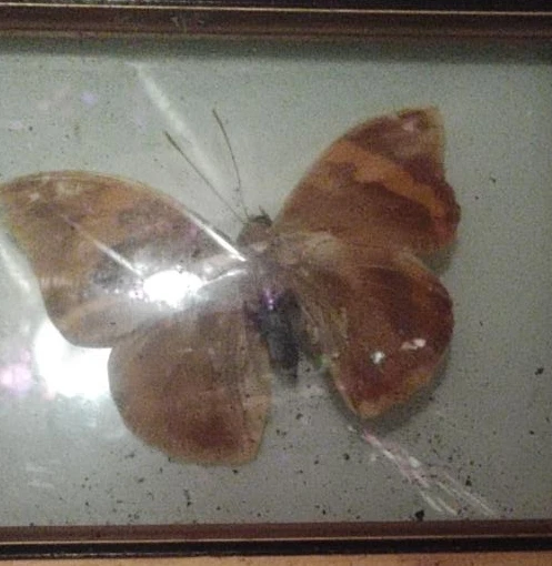 Framed Butterfly Specimen