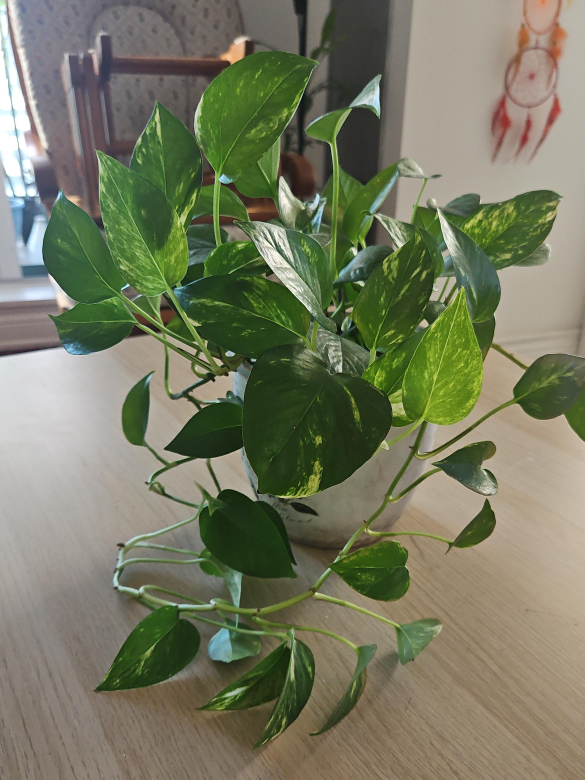 Pothos Plant image indicator(1)