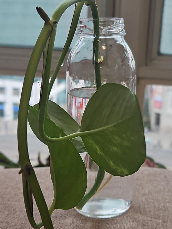 Pothos Plant Cutting in Glass Jar thumbnail