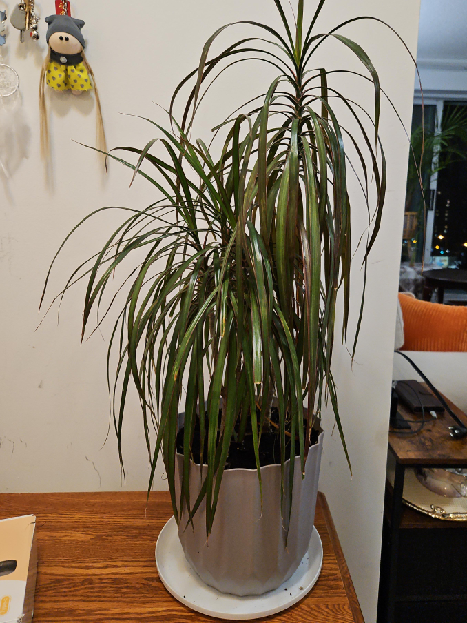 Dracaena Marginata Plant thumbnail