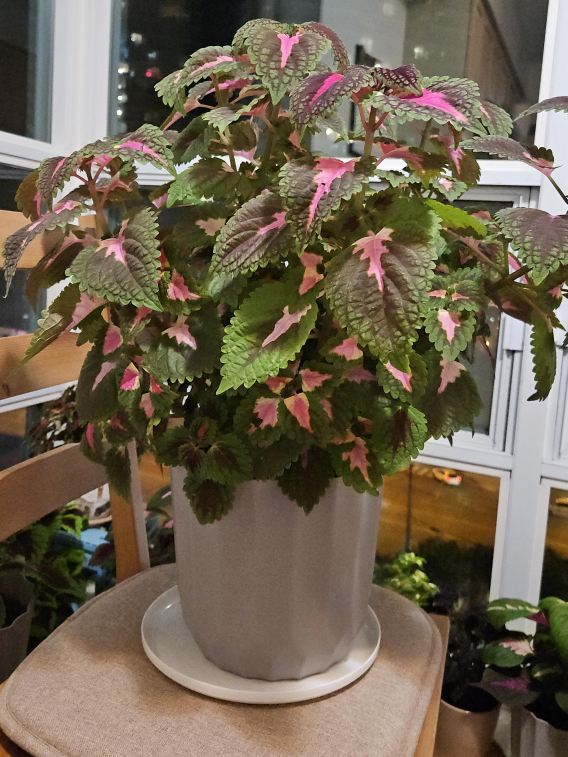 Coleus Plant in Grey Pot thumbnail